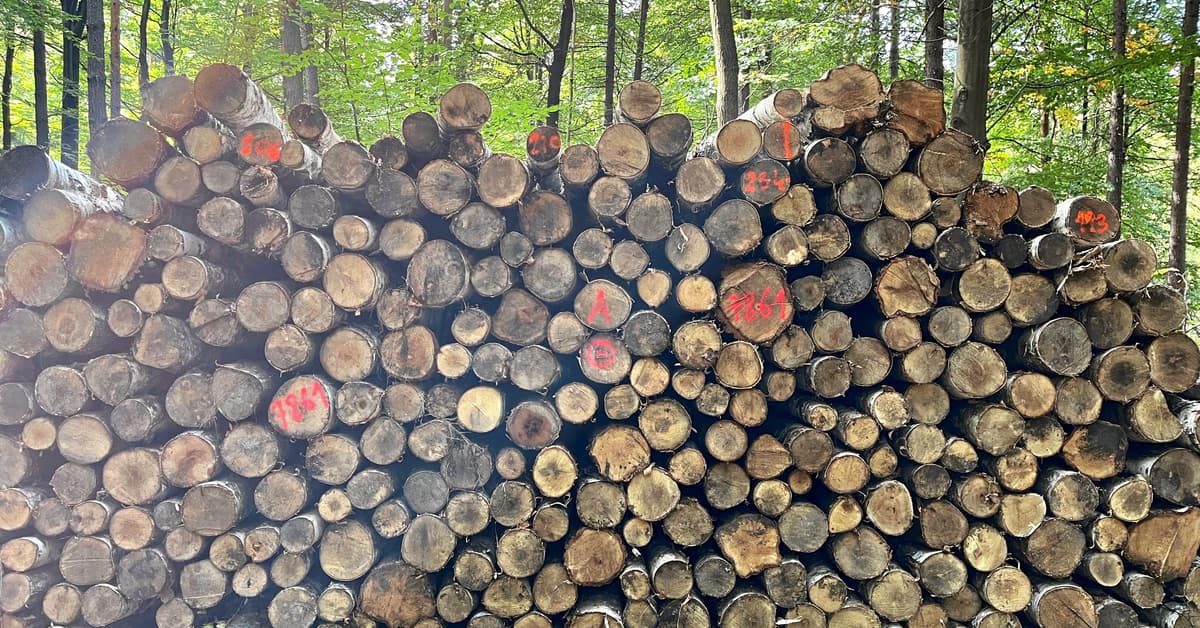 «Без биомассы нам не обойтись.» Сжигает ли Польша свои леса и тратит миллиарды на импорт древесины?