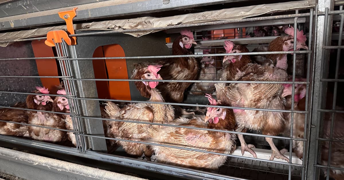 Miał być koniec chowu klatkowego, jest wielkie rozczarowanie. Siedem osób pozwało KE za bezczynność