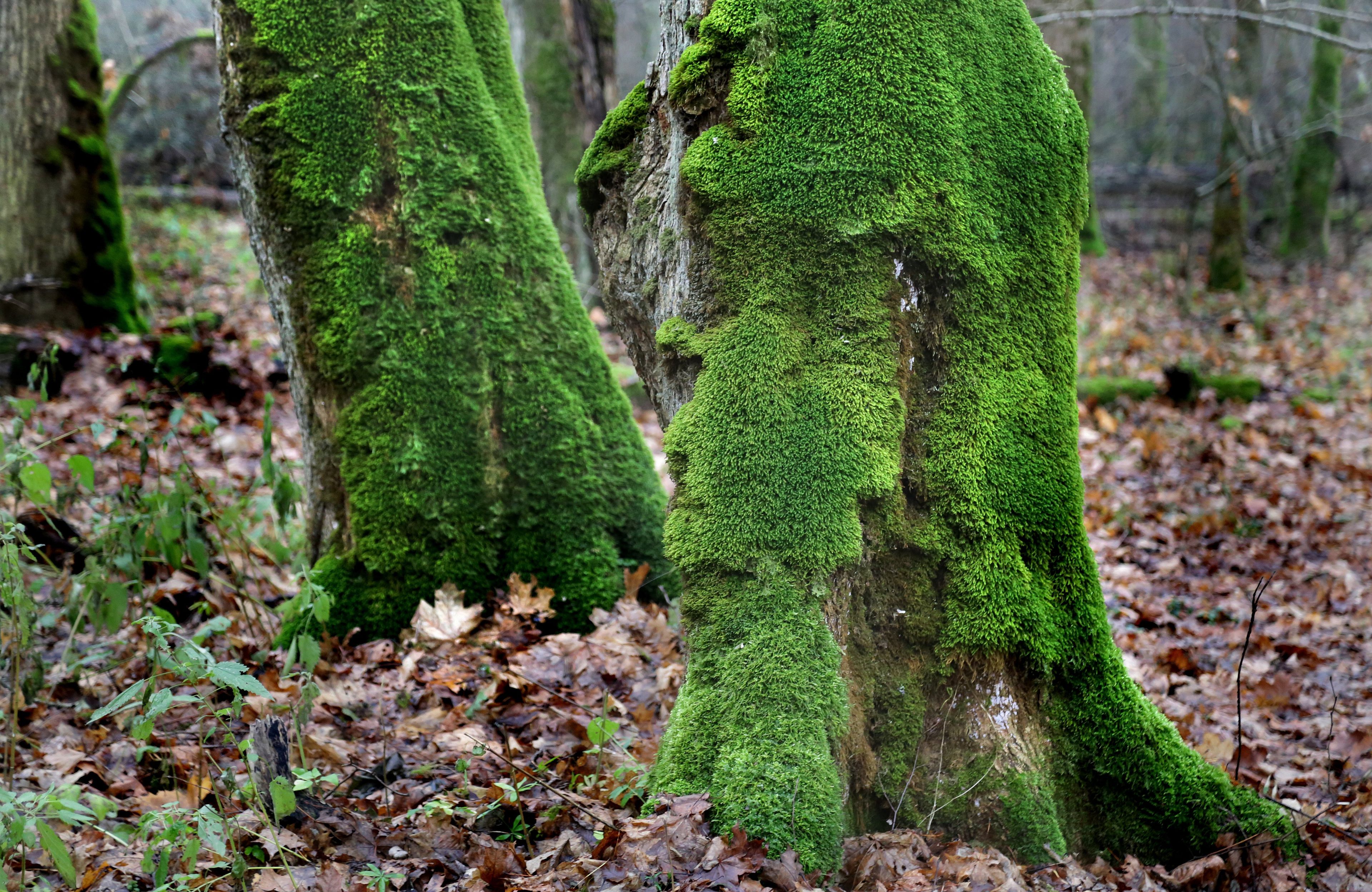 Puszcza Bialowieska – Rezerwat scisly