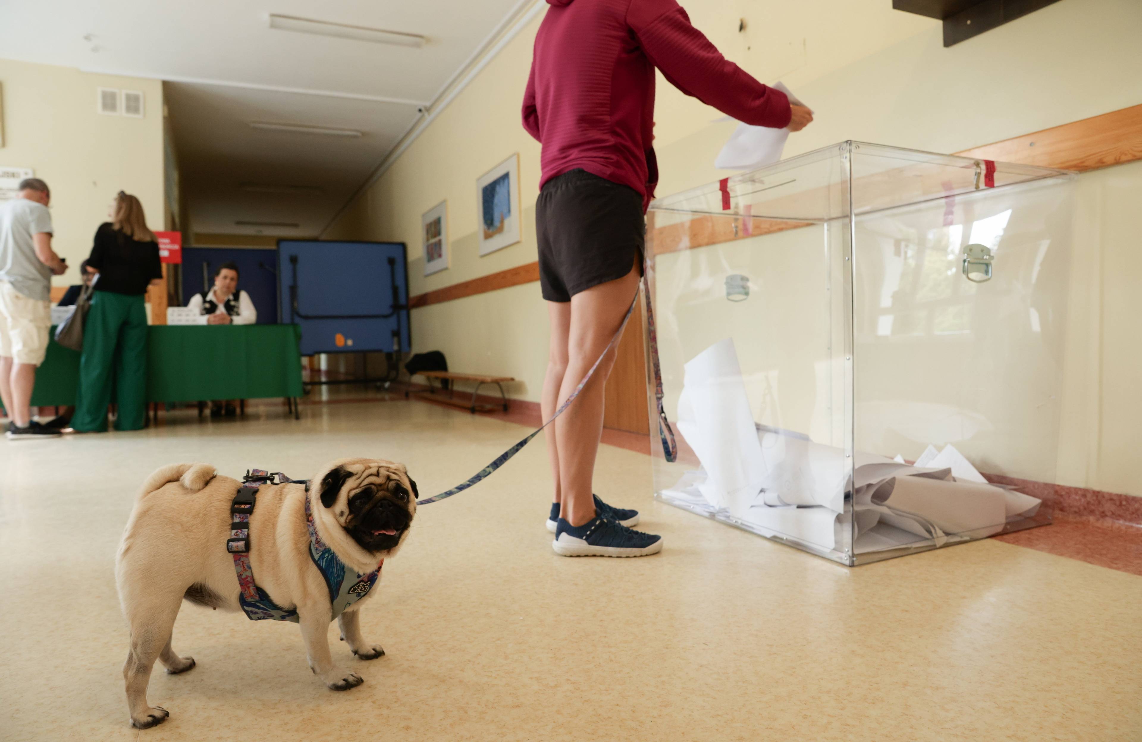 pies mops stoi przy nogach swojej pani, która wrzuca kartę do głosowania do urny