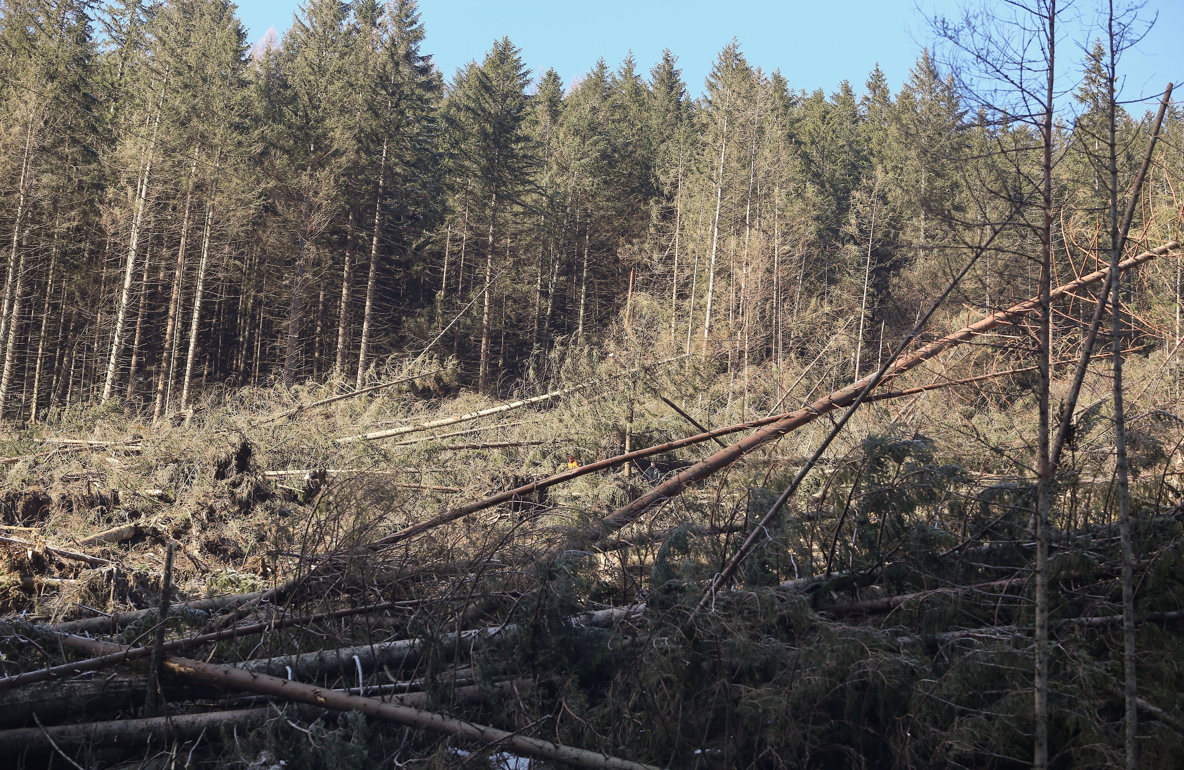 Tatry. Las, drzewa połamane po przejściu halnego