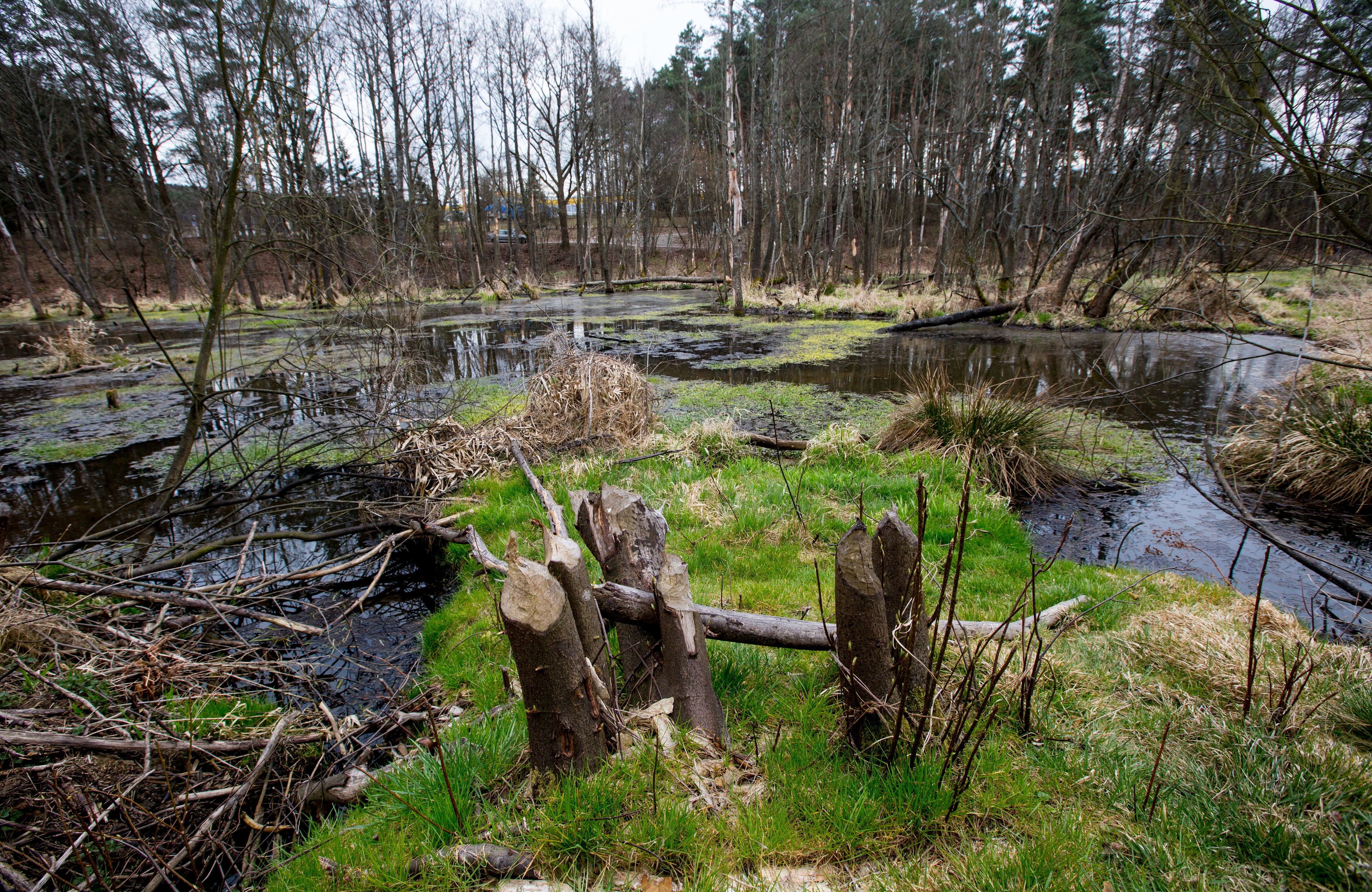 mokradła