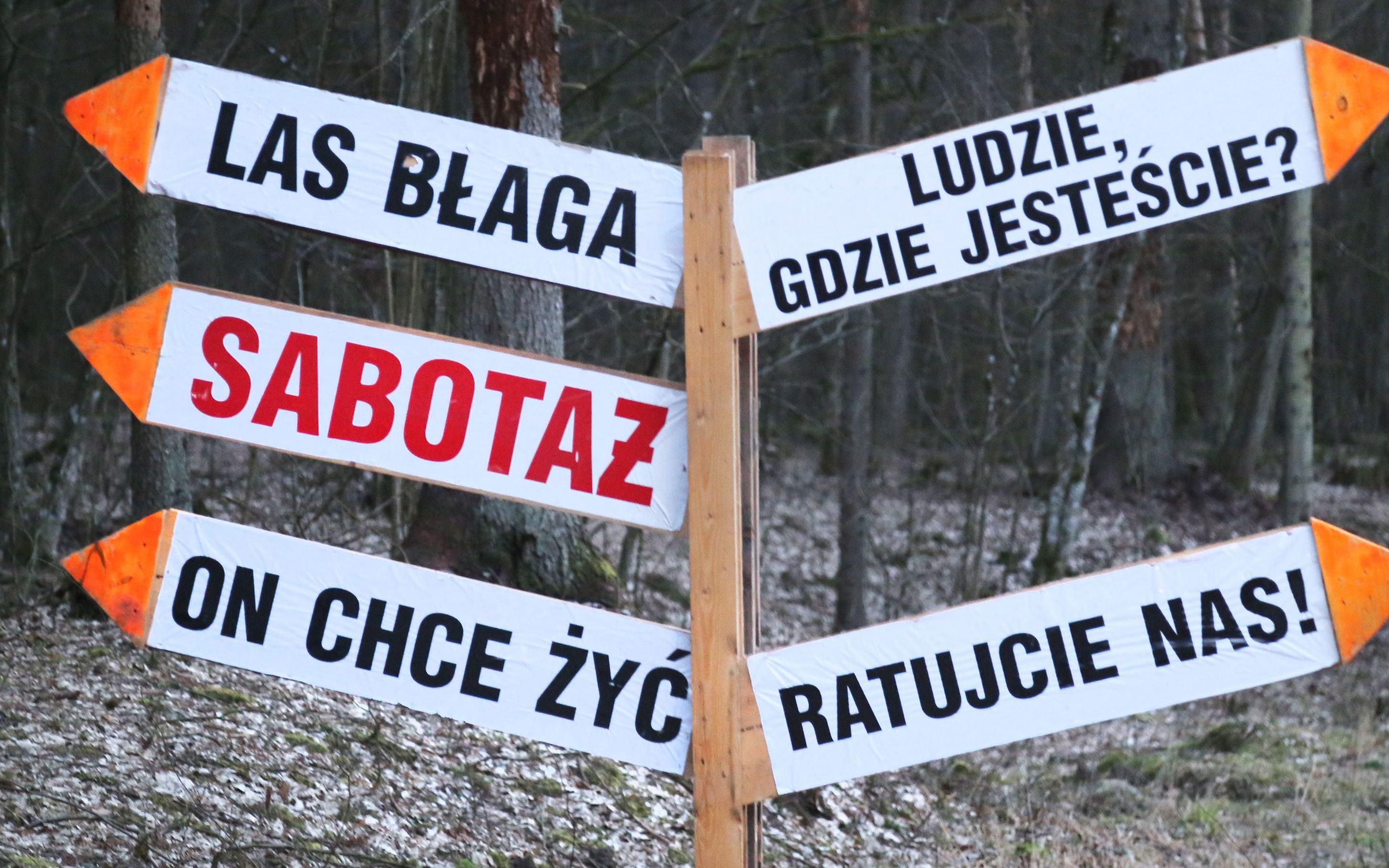 14.03.2016 Bialowieza . Droga miedzy Hajnowka a Bialowieza , wyciete drzewa , glownie swierki z gradacja kornika drukarza . 
Tablica z napisem " sabotaz " 
Fot. Agnieszka Sadowska/ Agencja Gazeta *** Local Caption *** .