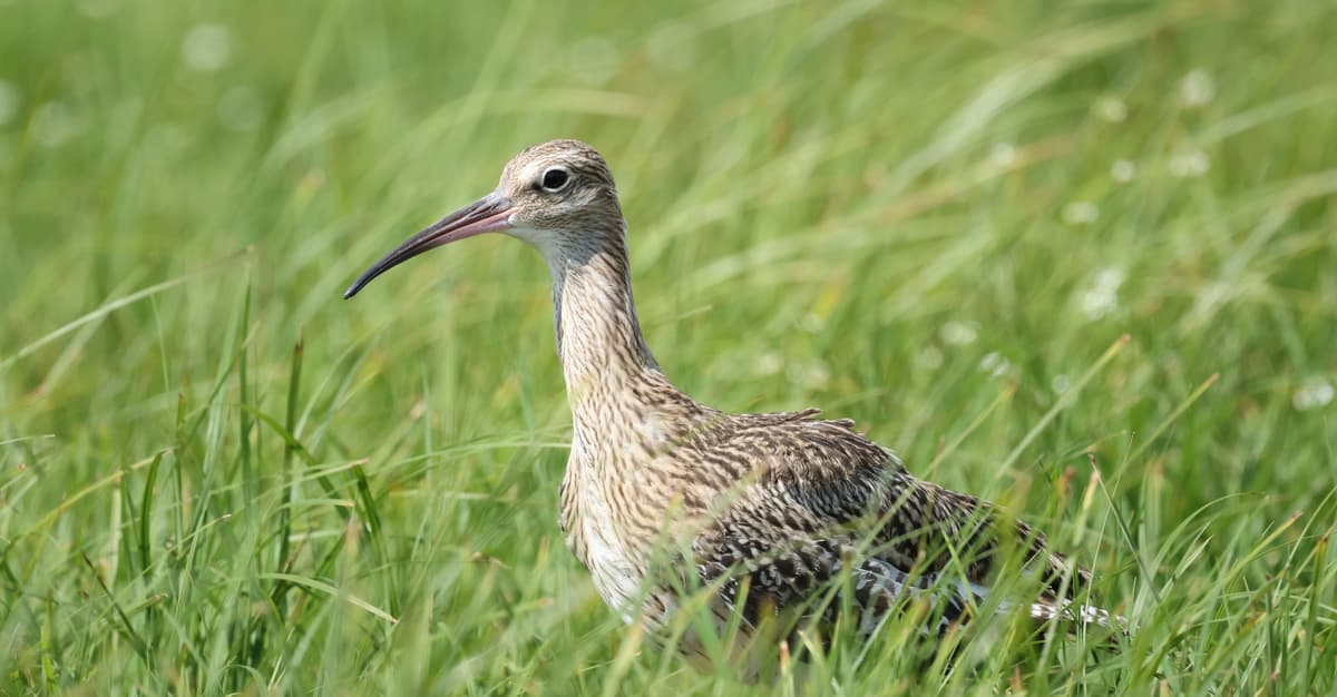 Słoń wśród ptaków jest w niebezpieczeństwie. Jak go uratować?