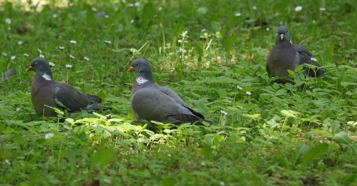 Ruszył sezon polowań na ptaki, które wciąż czekają na ochronę. Na pierwszy ogień – grzywacze