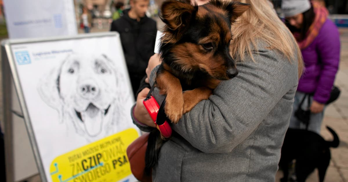 Będzie obowiązek czipowania zwierząt? Rząd przyjął KROPiK