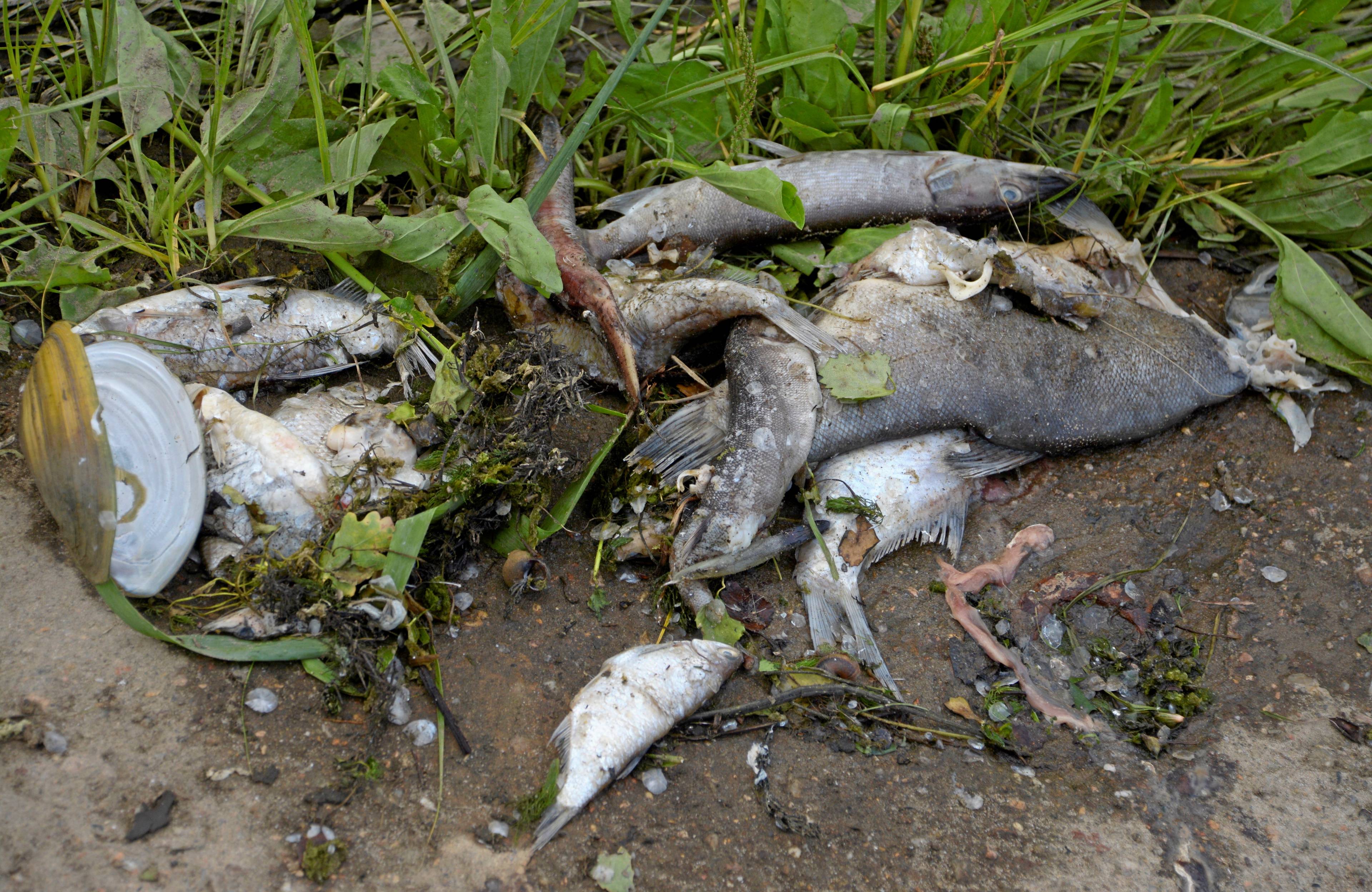 martwe ryby leżące na brzegu