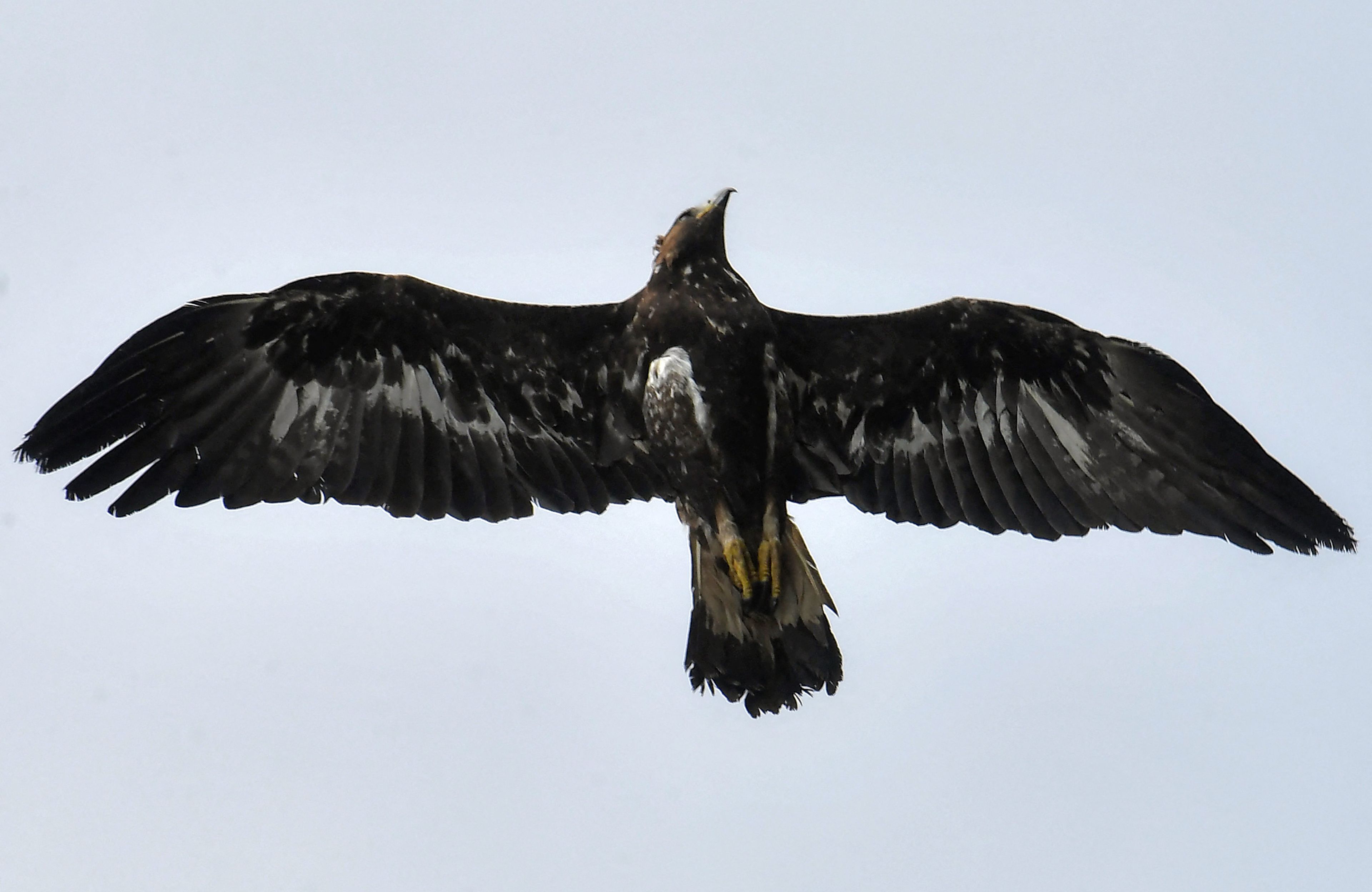 Orzeł przedni (Aquila chrysaetos) wypuszczony na wolność po rehabilitacji przez Tunezyjskie Towarzystwo na rzecz dzikiej przyrody, 23.02.2025 r.