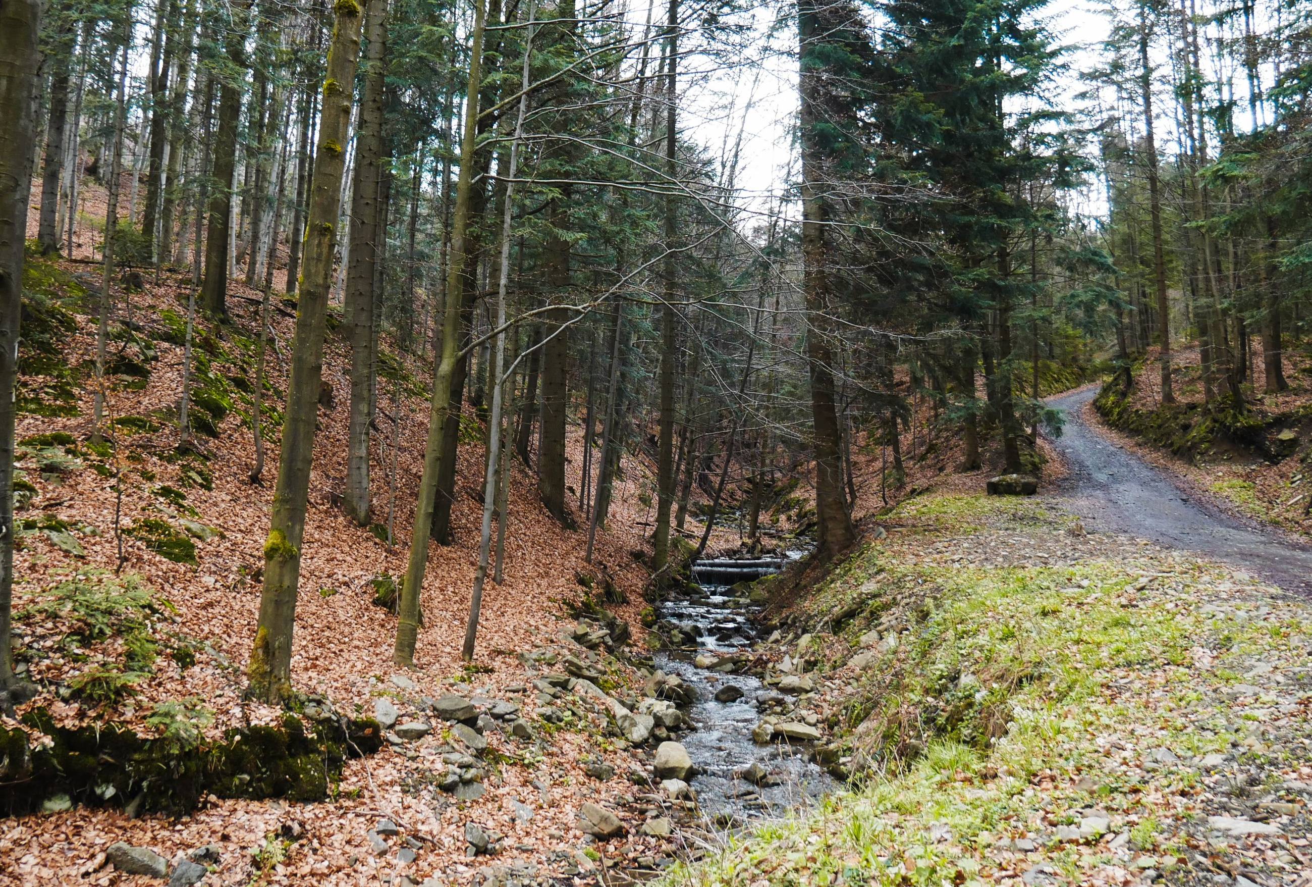 potok Wieprzówka płynący przez las, tuż przy szlaku