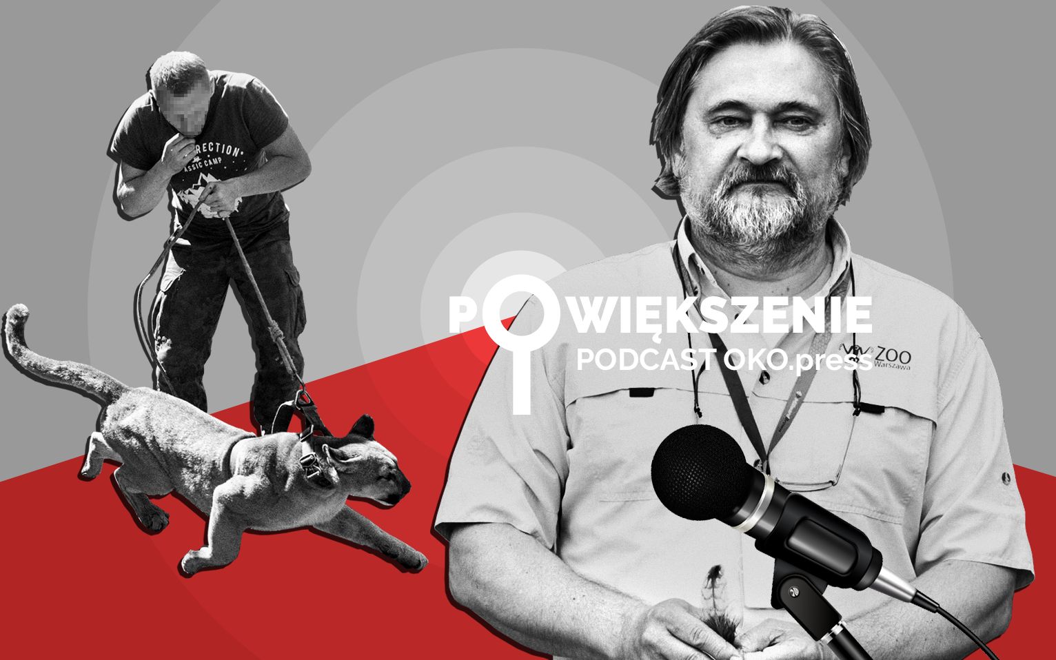 Grafika do artykułu Bo "koty się przywiązują". Dyrektor warszawskiego zoo chce powrotu pumy Nubii do właściciela