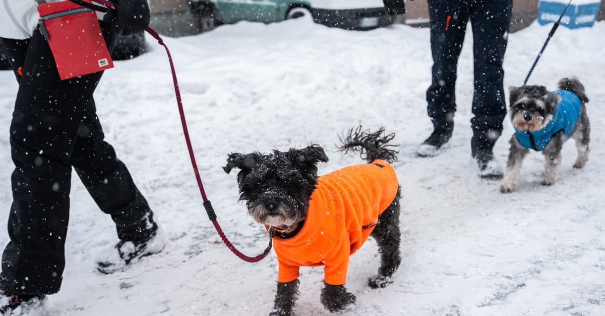 Zwierzęta w domu mają wpływ na dzieci? Odpowiedź jest zaskakująca