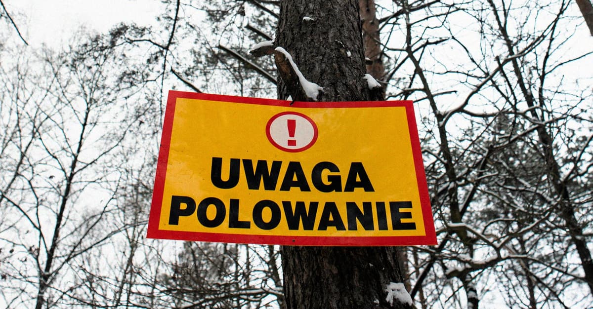 Tragedia na polowaniu. Postrzelony myśliwy nie żyje