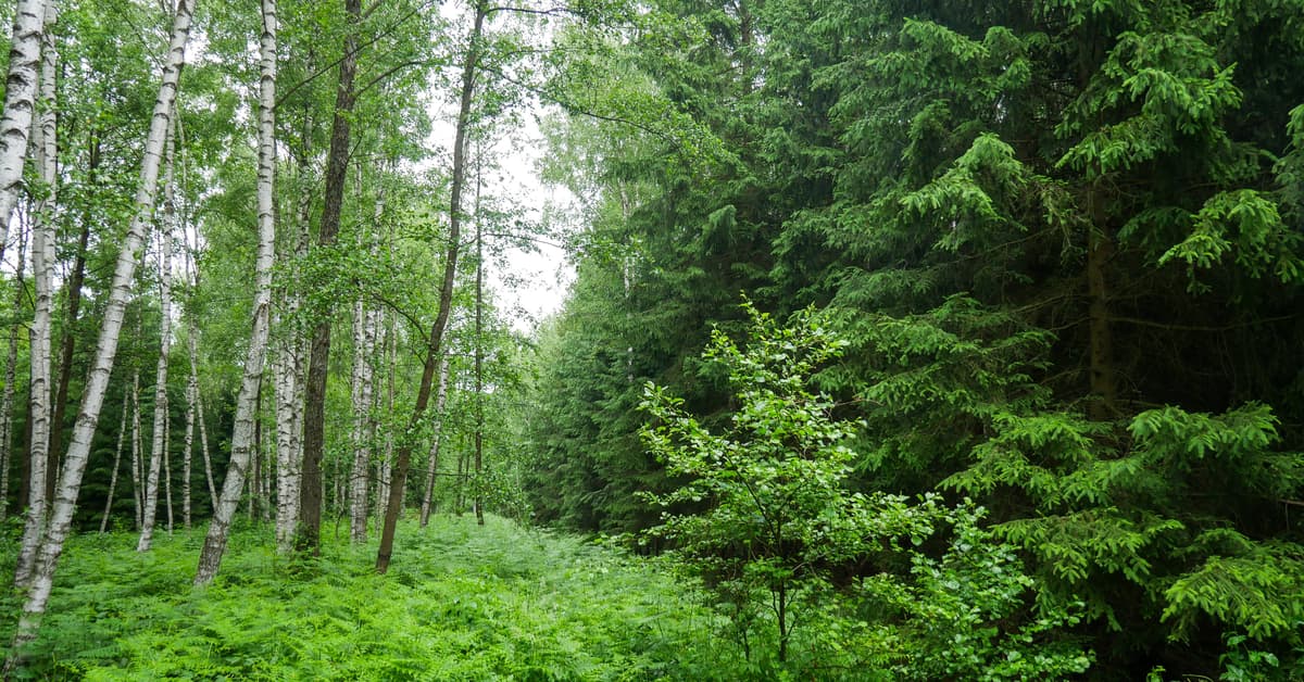 Mały atom na wielkich torfowiskach. Prezydent Stalowej Woli chce reaktorów SMR, ucierpi przyroda