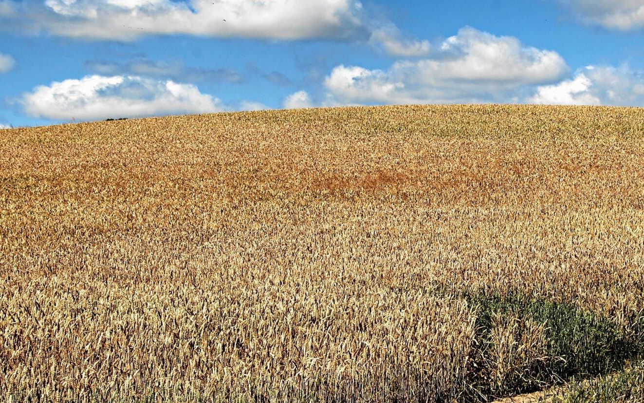 zboże