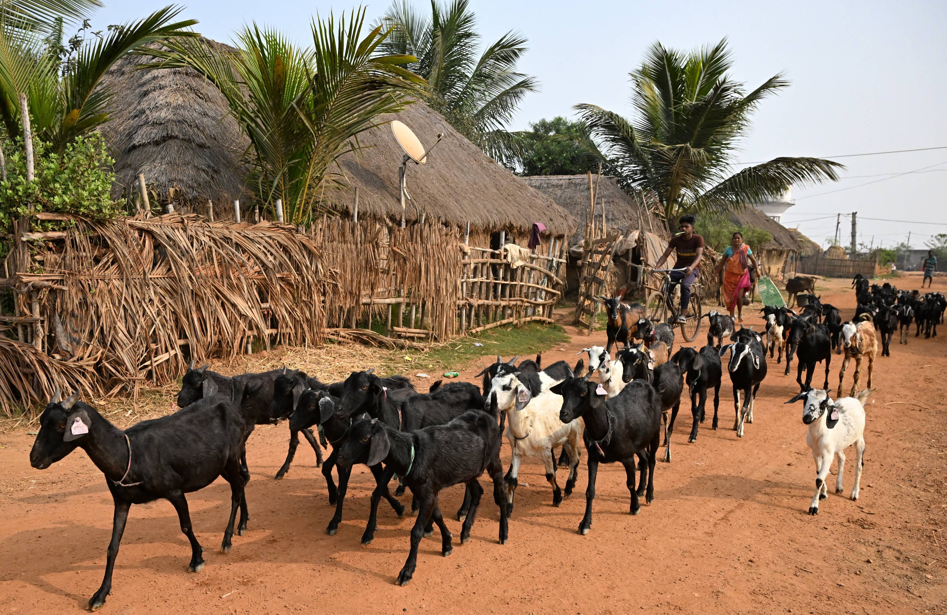 wieśniacy prowadzący stado bydła przez wioskę, w tle palmy