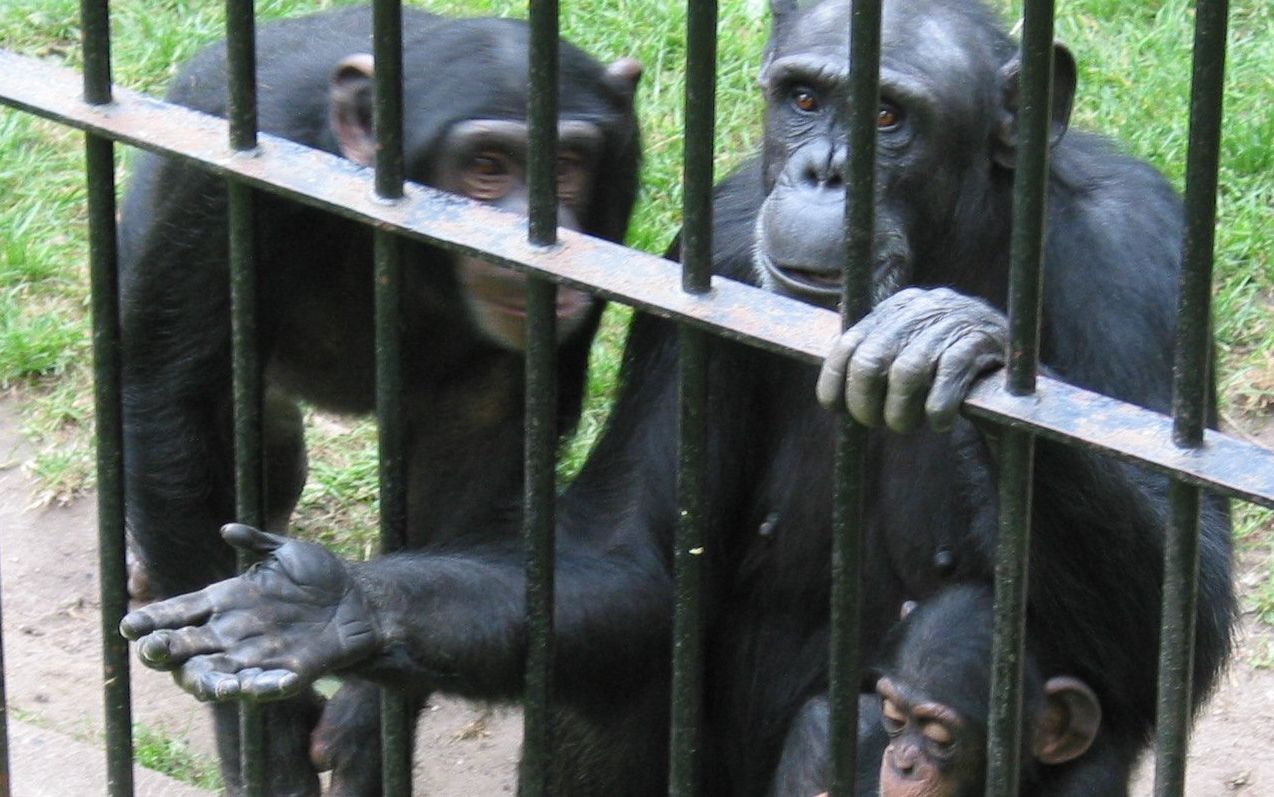 11.08.2002.GDANSK ZOO SZYMPANSY FOT. PIOTR MAZUR /AG