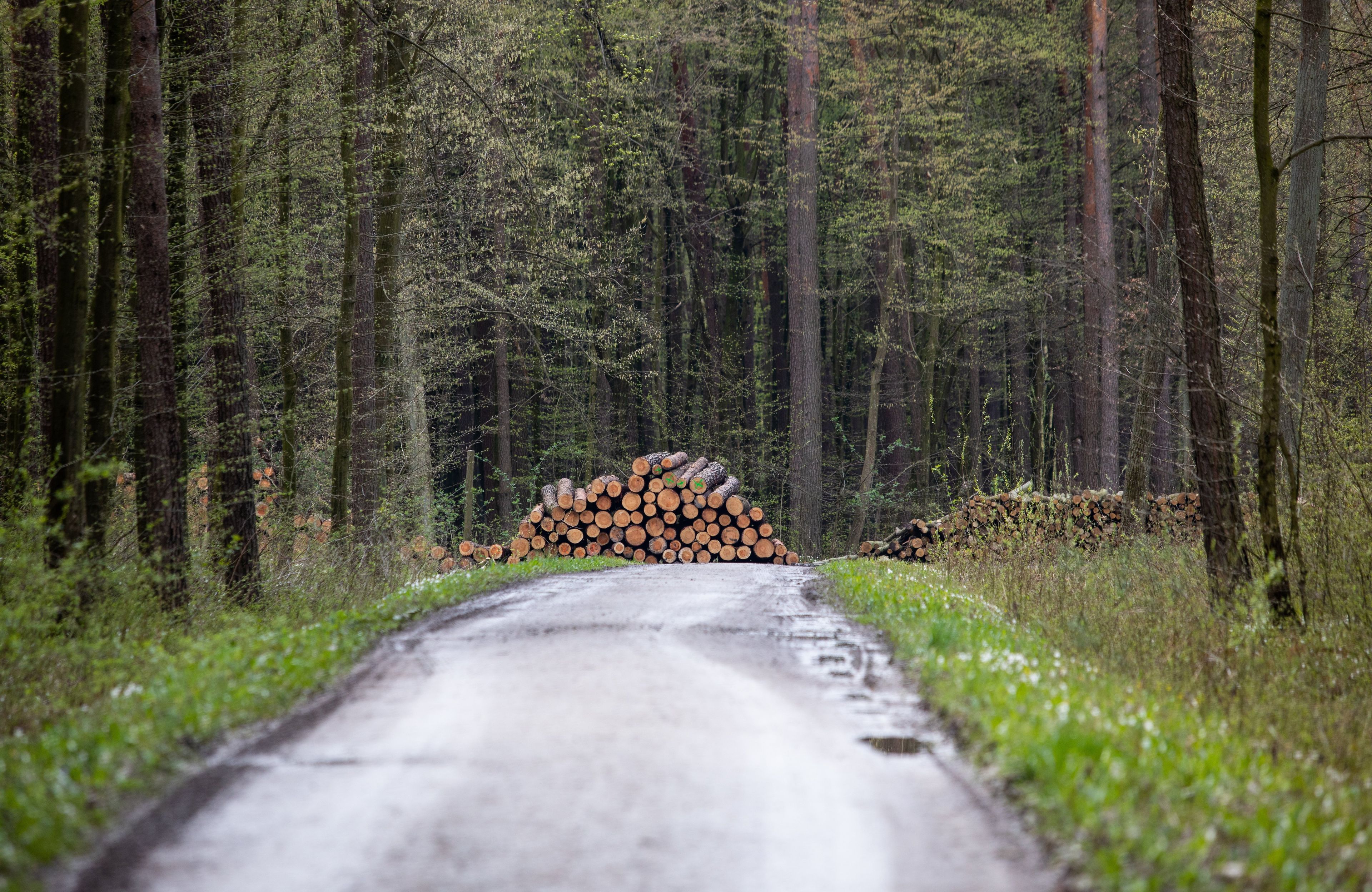 ścięte drzewa leżą na ońcu drogi idącej przez las