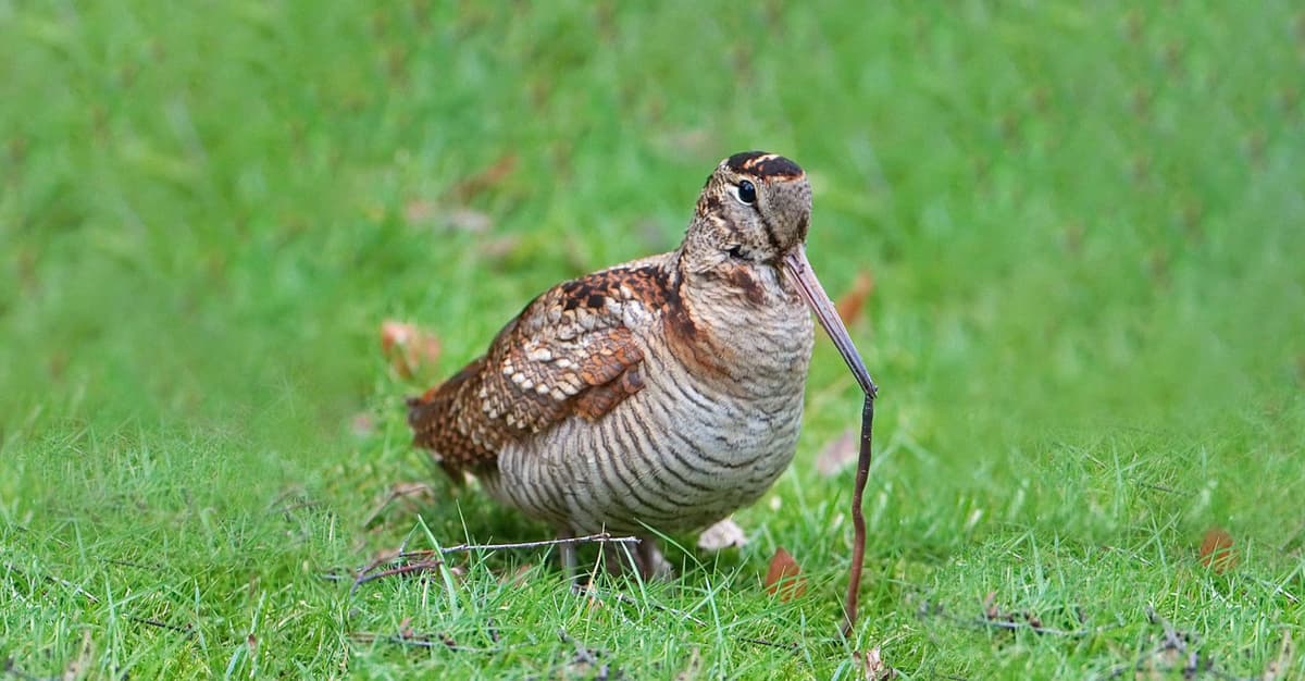Pięć gatunków ptaków skreślone z listy gatunków łownych. „To pierwszy, istotny krok”
