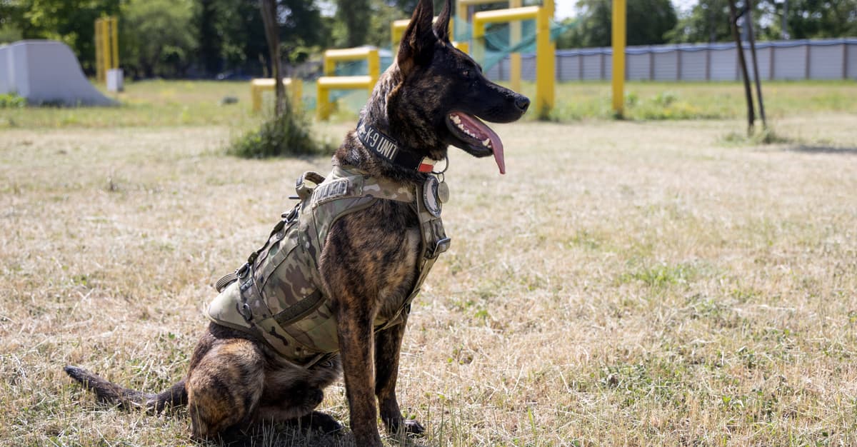 Policyjny pies Piorun udusił się w radiowozie. Prokuratura chce umorzyć sprawę