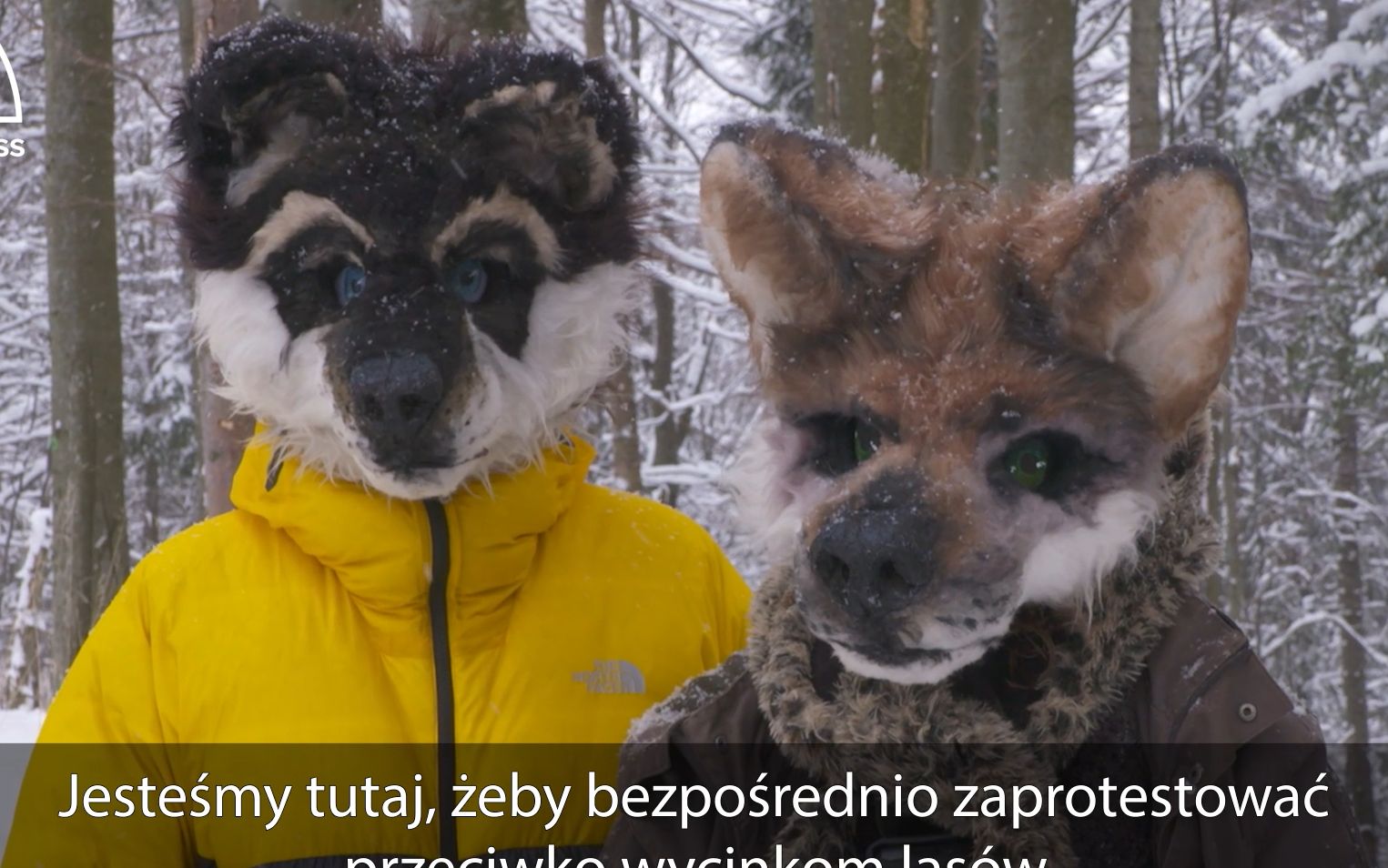 Grafika do artykułu Wilczyce chronią ponadstuletni las w Bieszczadach