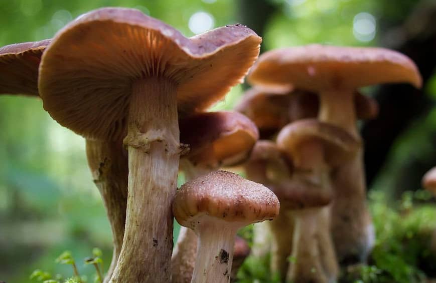 gromadka grzybów w lesie