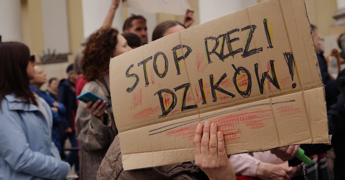 Dwudziestu policjantów na jednego Henia. Tak Warszawa zabija dziki