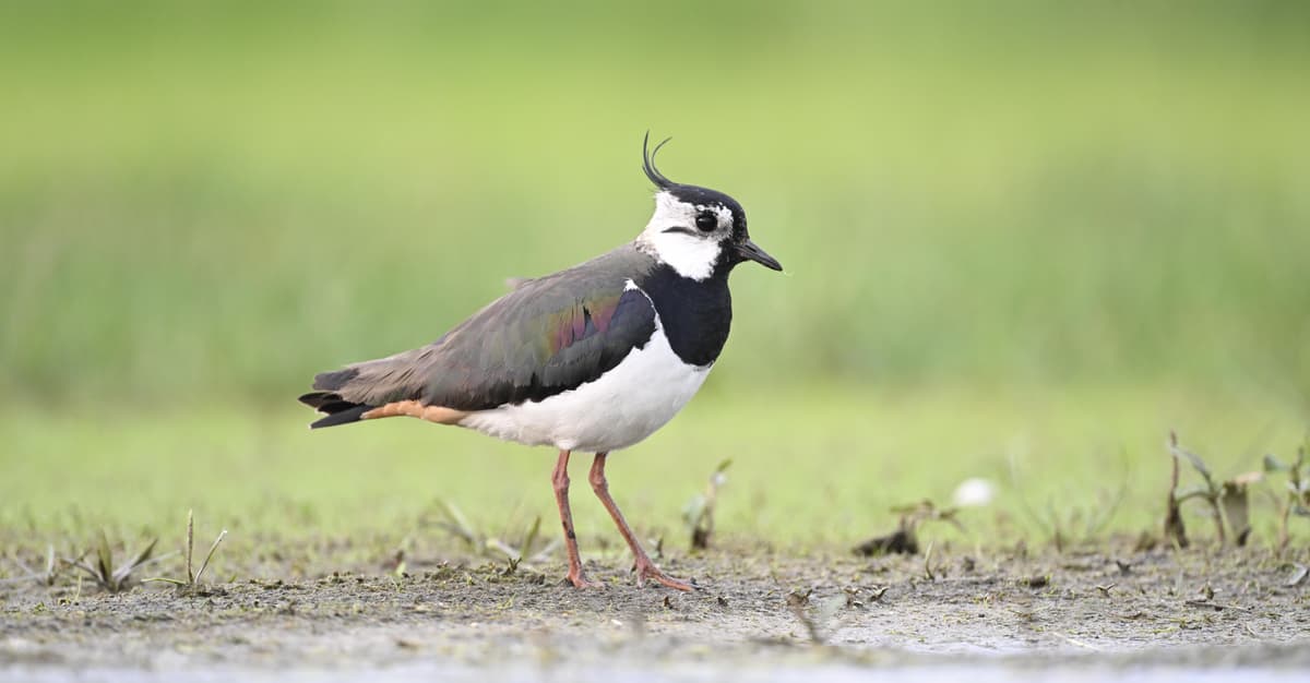 Kulik cienkodzioby wyginął, rycyk i czajka są w niebezpieczeństwie. Nowa Czerwona Lista
