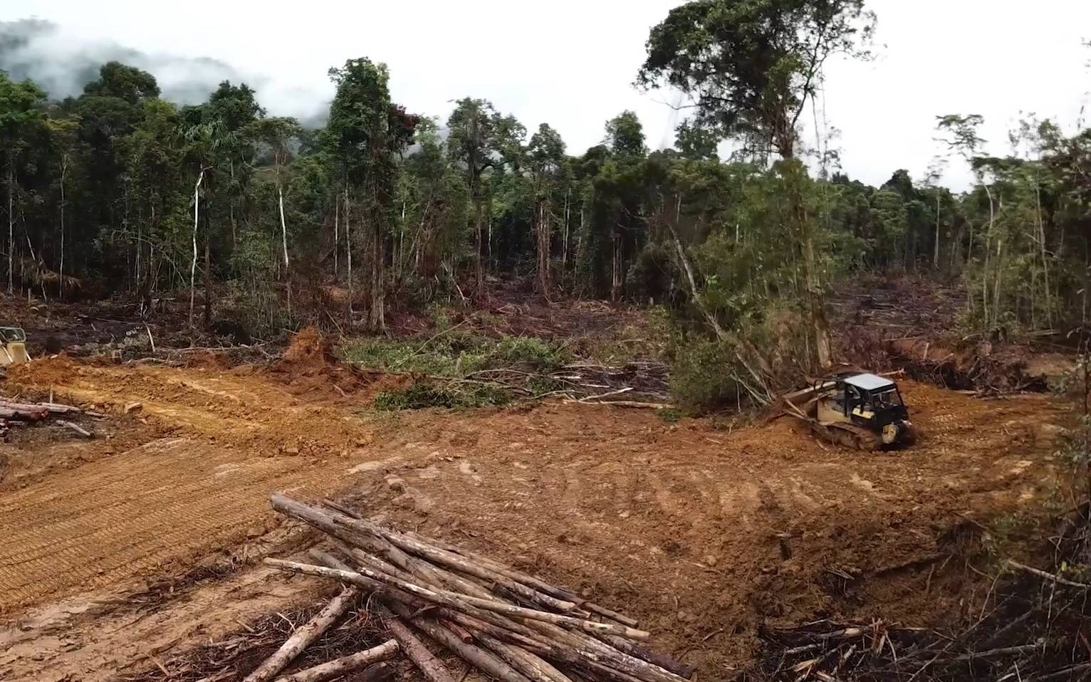 Grafika do artykułu Jesteśmy skazani na olej palmowy? Nieprawda. „WWF promuje raport oparty na błędnych założeniach”