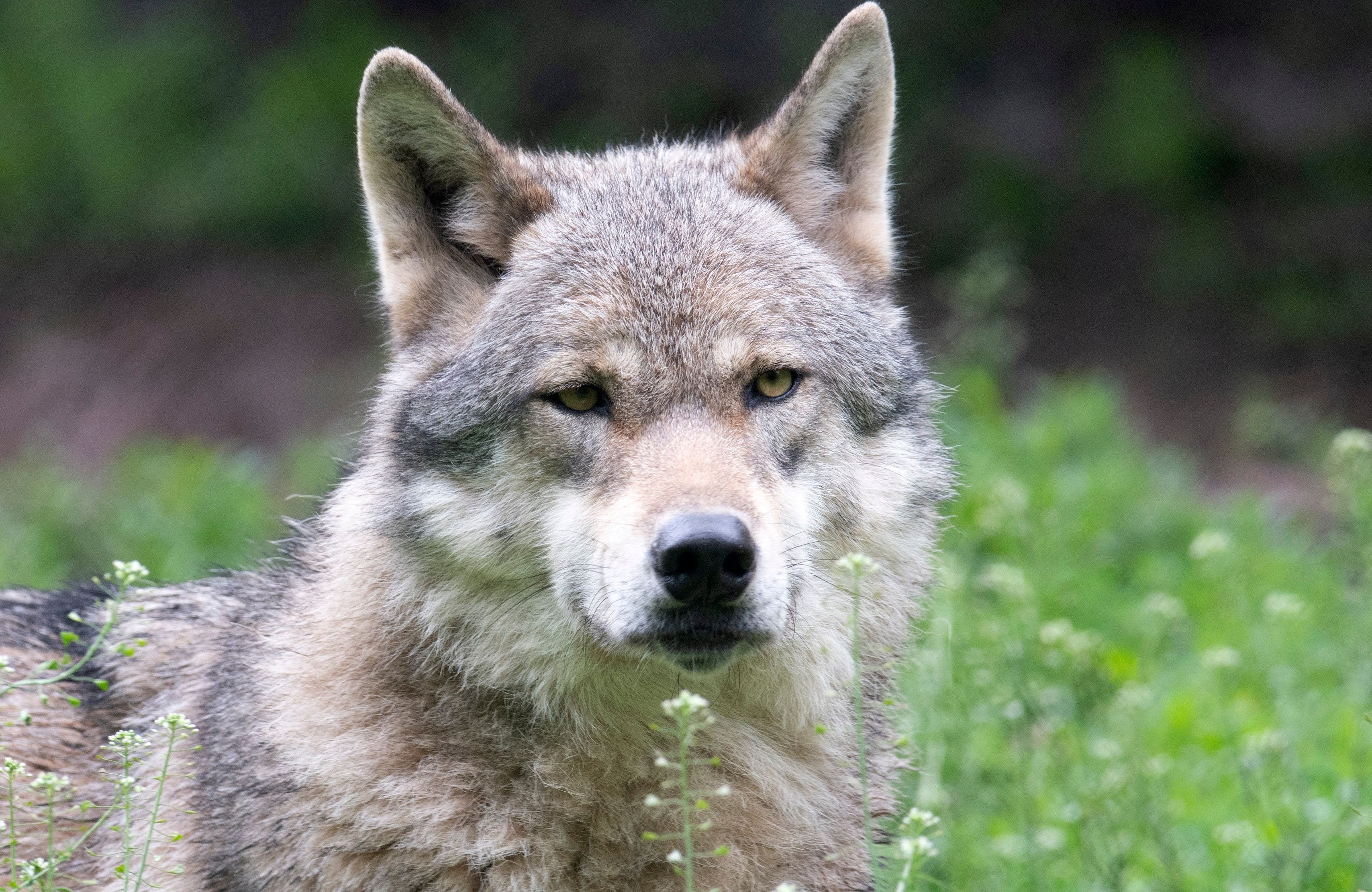 GERMANY-NATURE-ANIMAL-WOLF