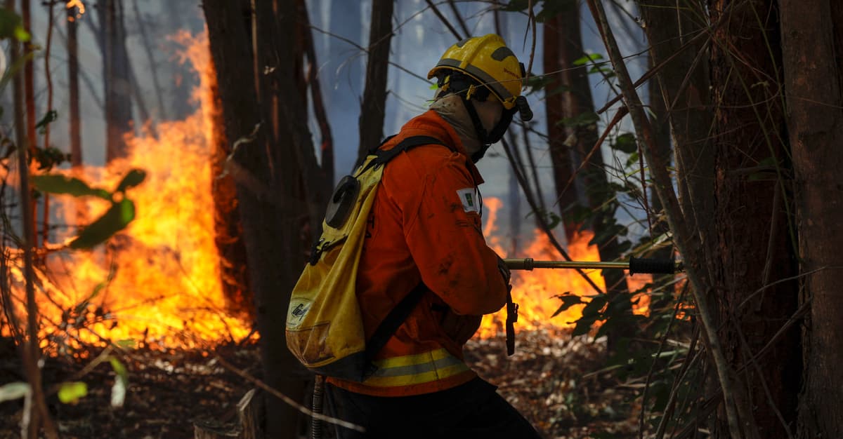 Nigdy nie traciliśmy tylu cennych lasów, co teraz. „Globalny czerwony alarm”