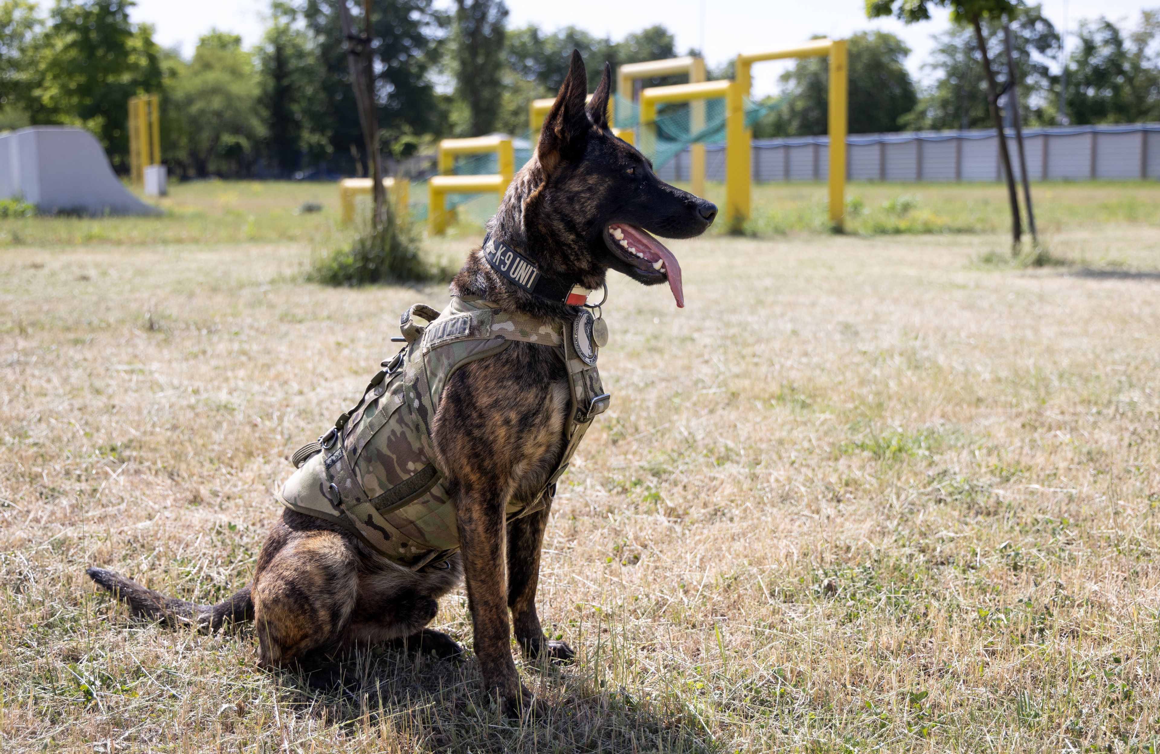 Pies Benji z oddzialu kontrterrorystycznego w Lublinie