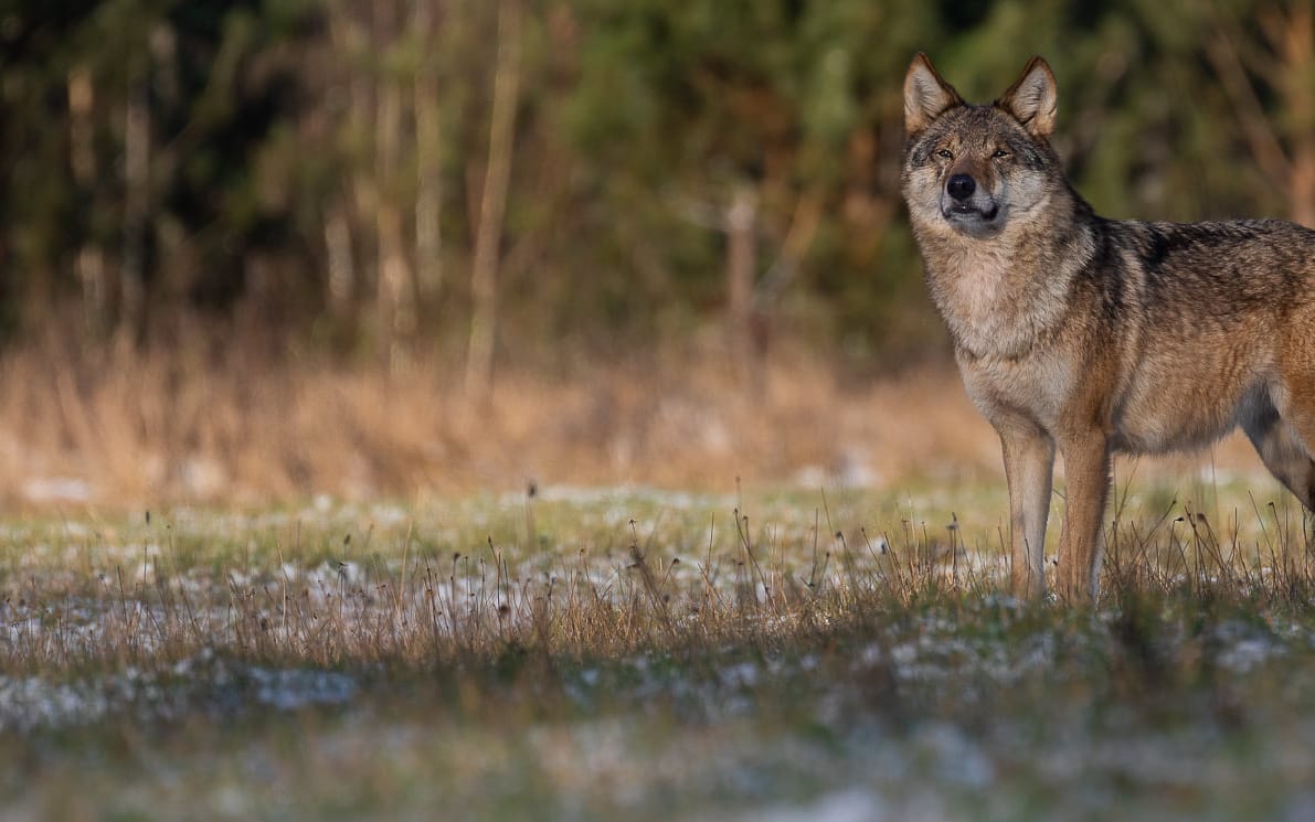 Grafika do artykułu Wilczyca z Białowieży złapana. "Nie demonizujmy wilków: im zaszkodzimy, nam to nie pomoże"