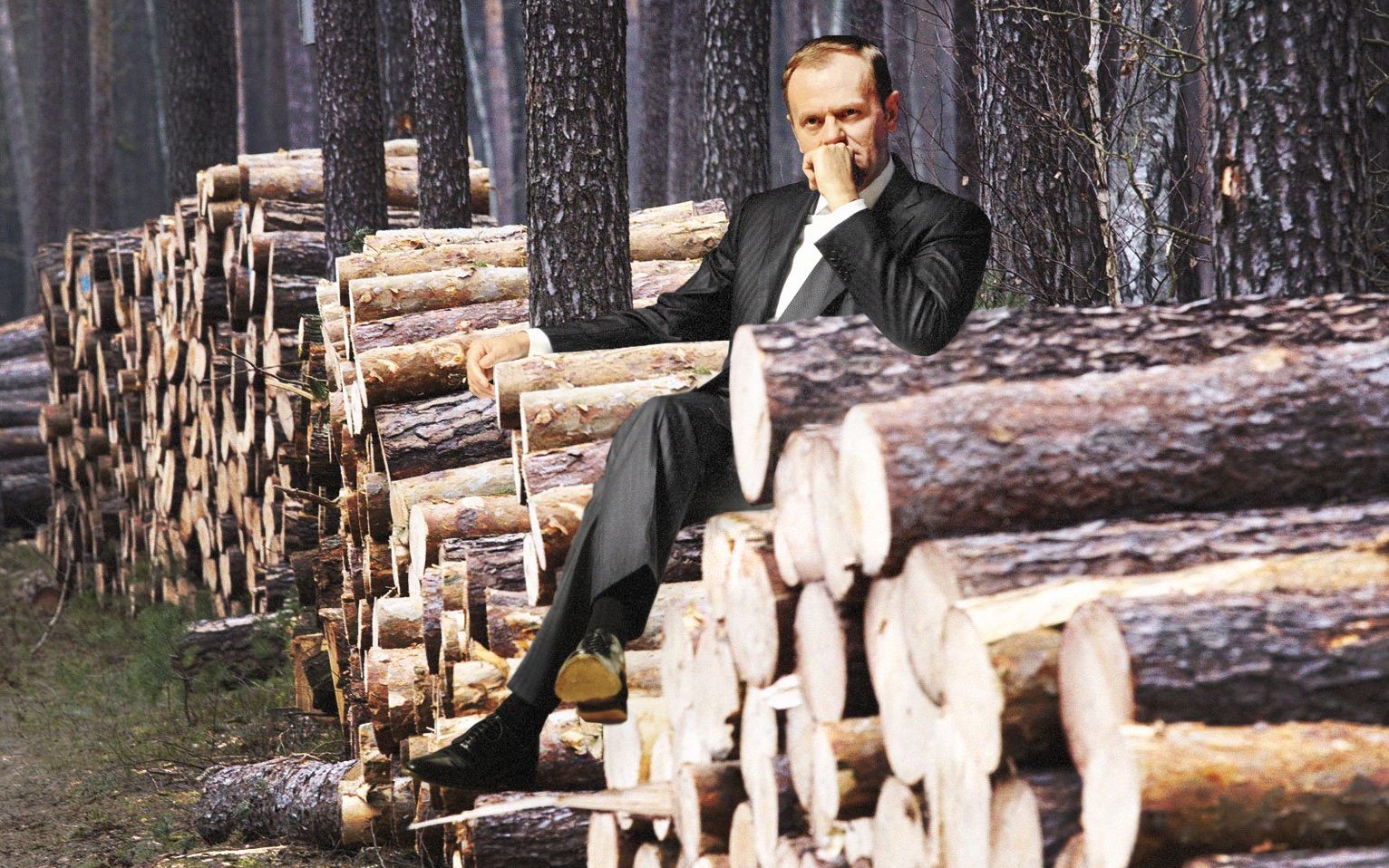 Grafika do artykułu Tusk mówi o 250 milionach drzew wyciętych za rządów PiS. Sprawdzamy prawdziwą skalę wycinek