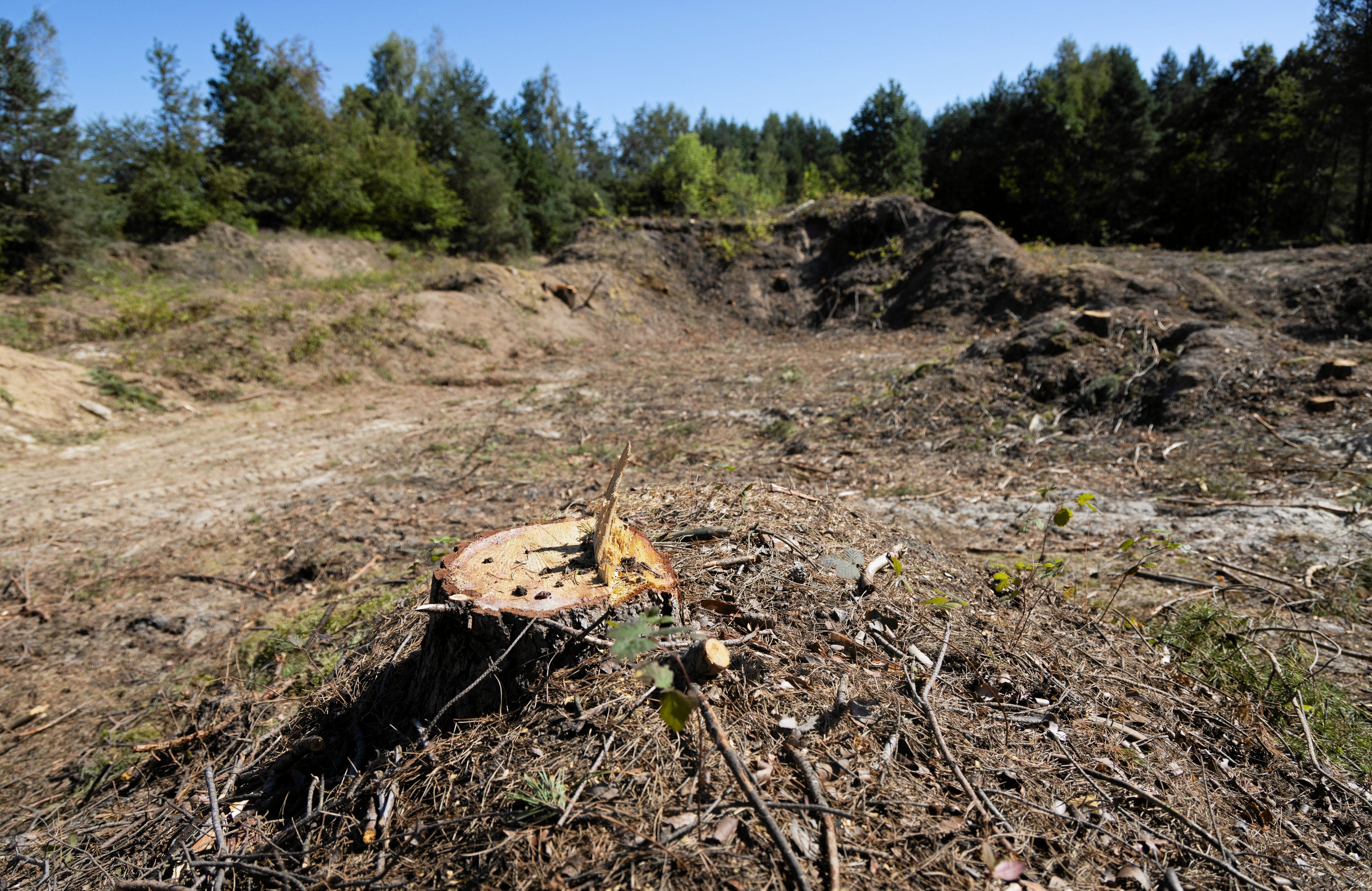 wycięte drzewa - na pierwszym planie obcięty pień