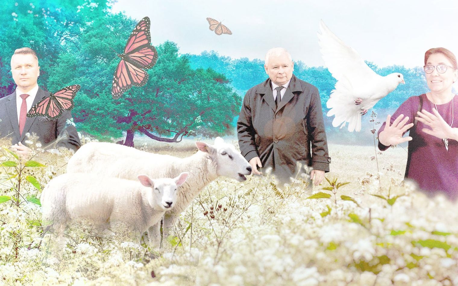 Grafika do artykułu Gołąbki pokoju z Nowogrodzkiej. Jak PiS uprawiał politykę miłości teleskopową pałką