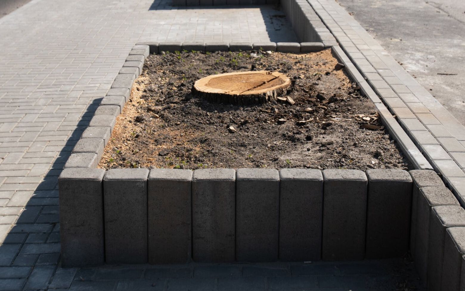 29.04.2020 Lublin . Wyciete drzewa przy Al . Zygmuntowskich .
Fot. Jakub Orzechowski / Agencja Gazeta