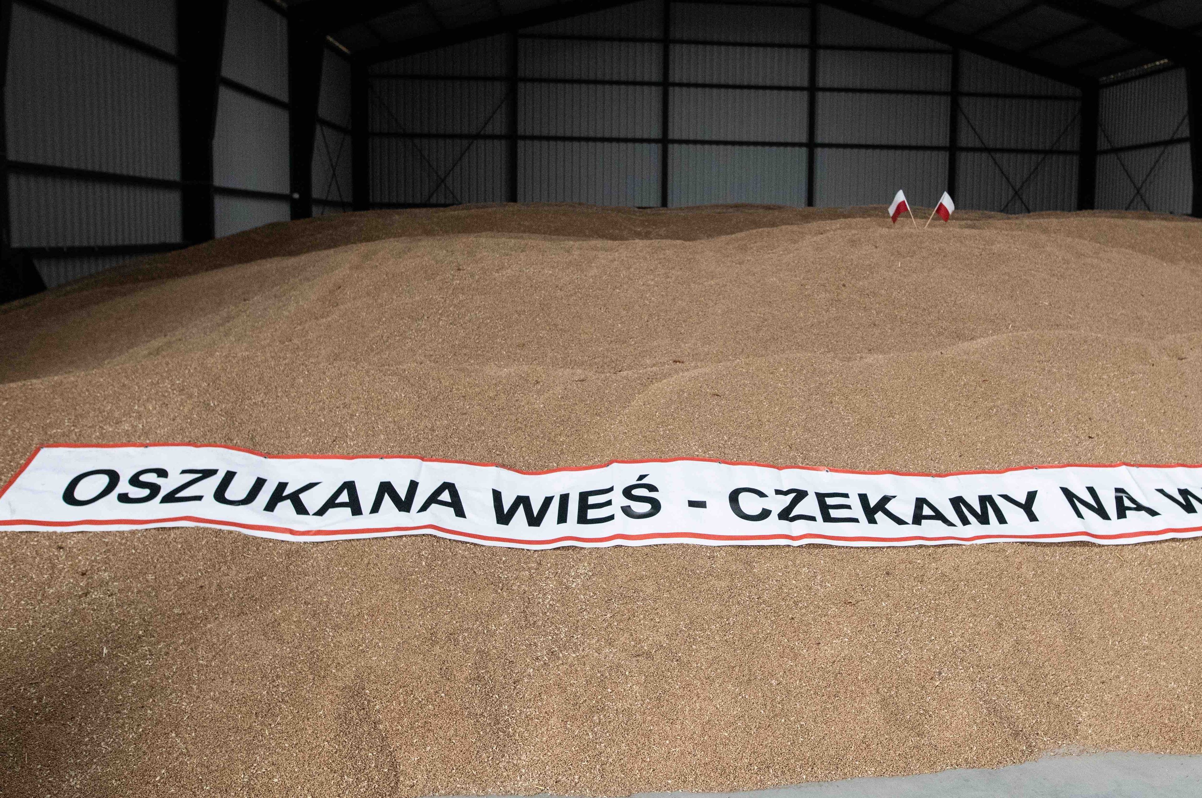 Zboże na którym leży transparent z napisem „Oszukana wieś - czekamy na wybory”