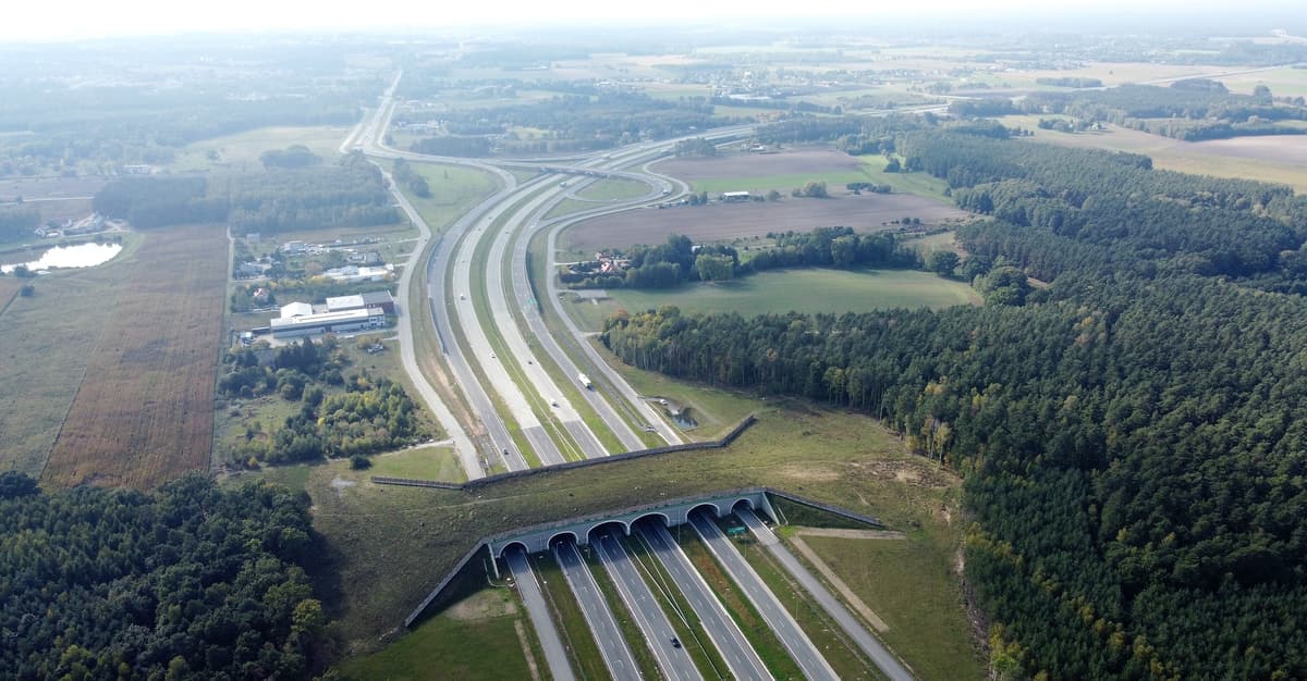 Przejścia nad drogami są blokowane, bo rząd walczy z ASF. A wilki, dziki i łosie giną pod kołami
