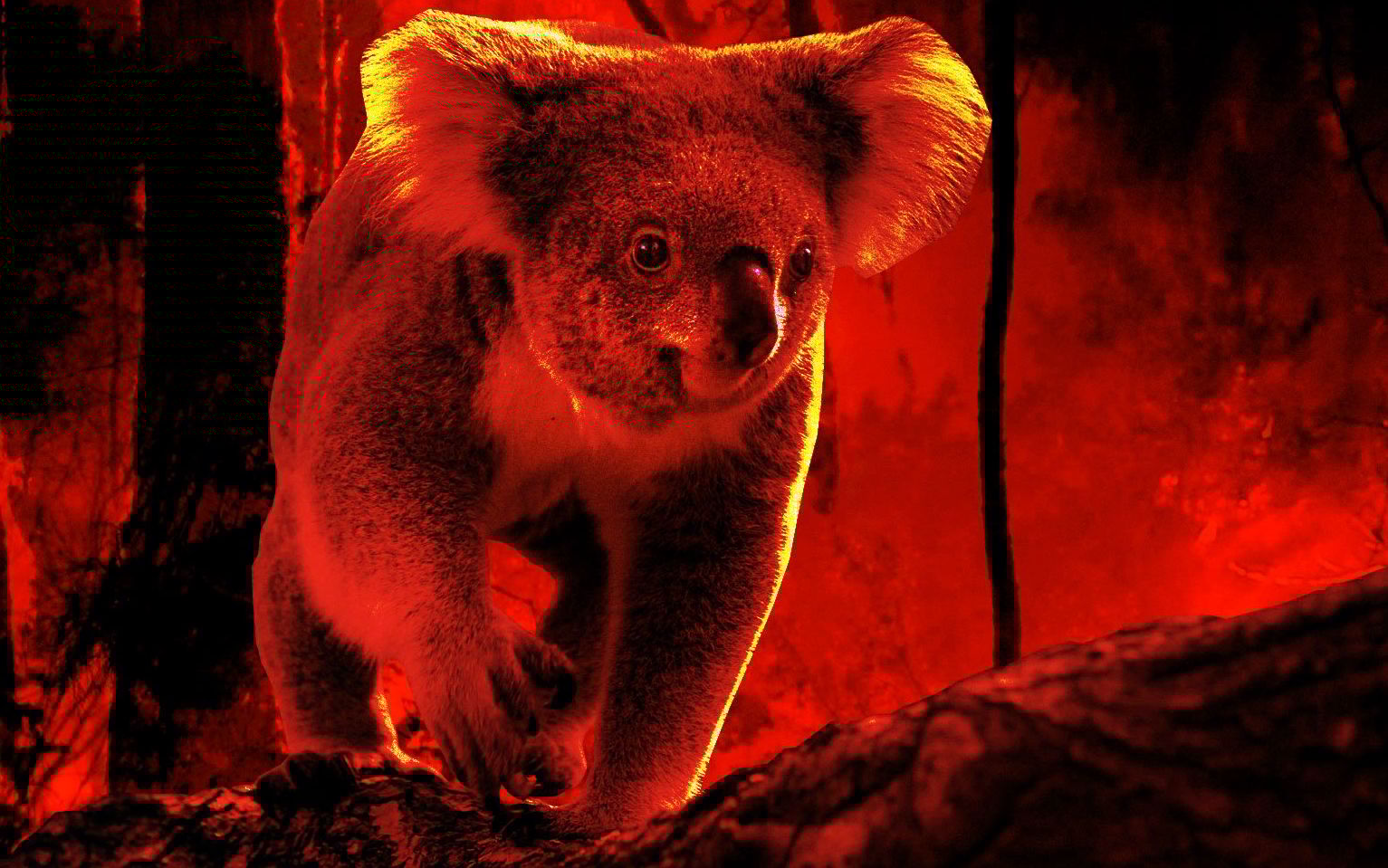 Grafika do artykułu Australijskie zwierzęta giną w cierpieniach i płomieniach. Ale koale jako gatunek przetrwają tę pożogę