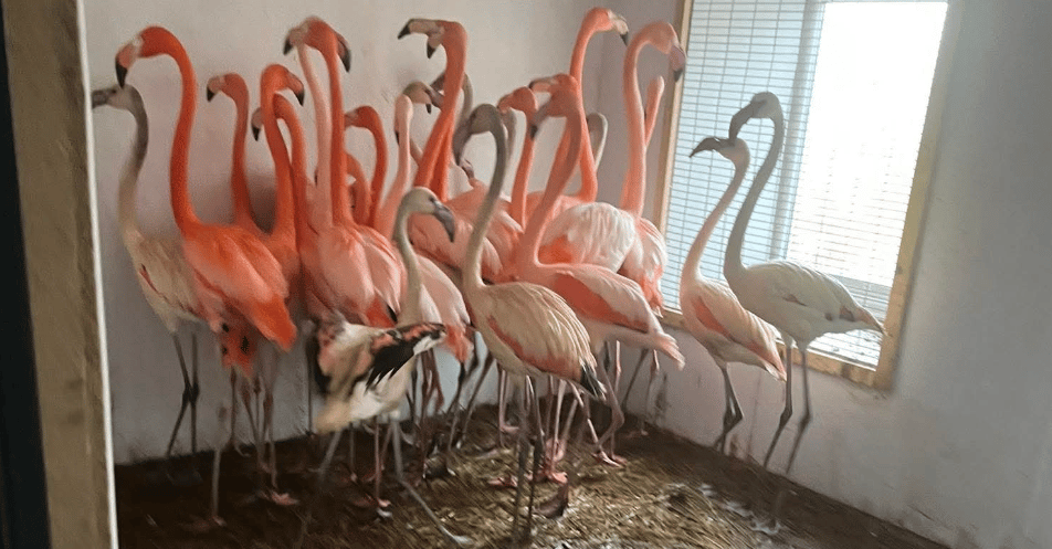 Wojna o zoo w Łącznej. Były pracownik: „Zwierzęta są tylko maszynkami do zarabiania pieniędzy”