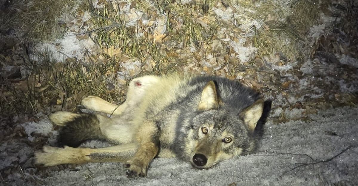 Wilk konał na mrozie przy drodze. Przez całą noc nie pomógł mu żaden lekarz weterynarii