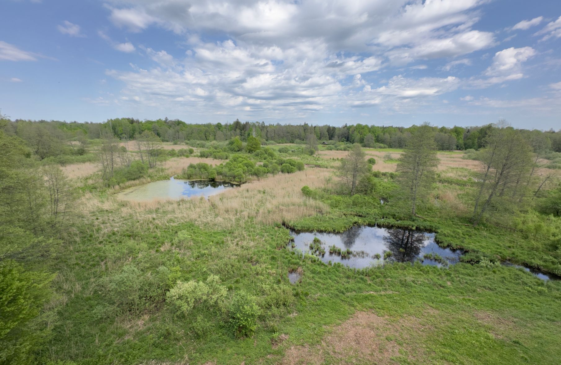 Puszcza Białowieska