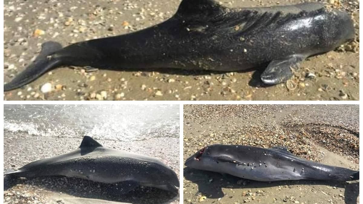 martwe delfiny na brzegu Morza czarnego