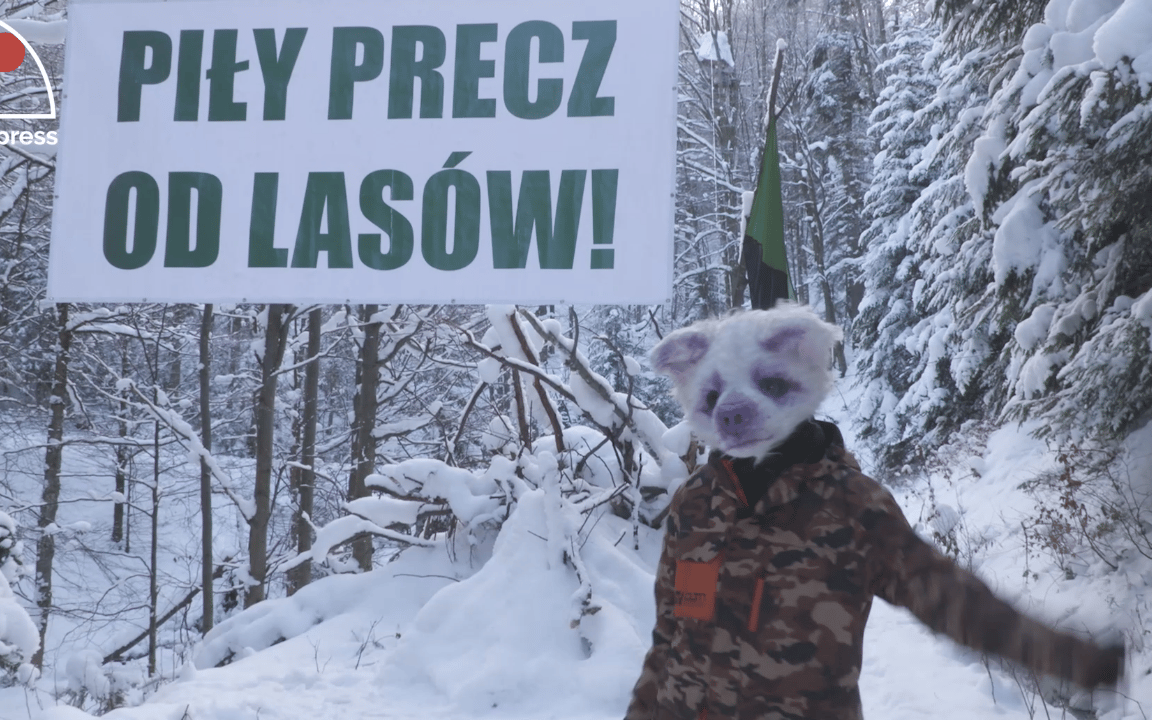 Grafika do artykułu Wilczyce chronią ponadstuletni las w Bieszczadach. 15. dzień protestu