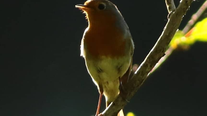 mały ptak, rudobiało-szary, siedzi na gałęzi