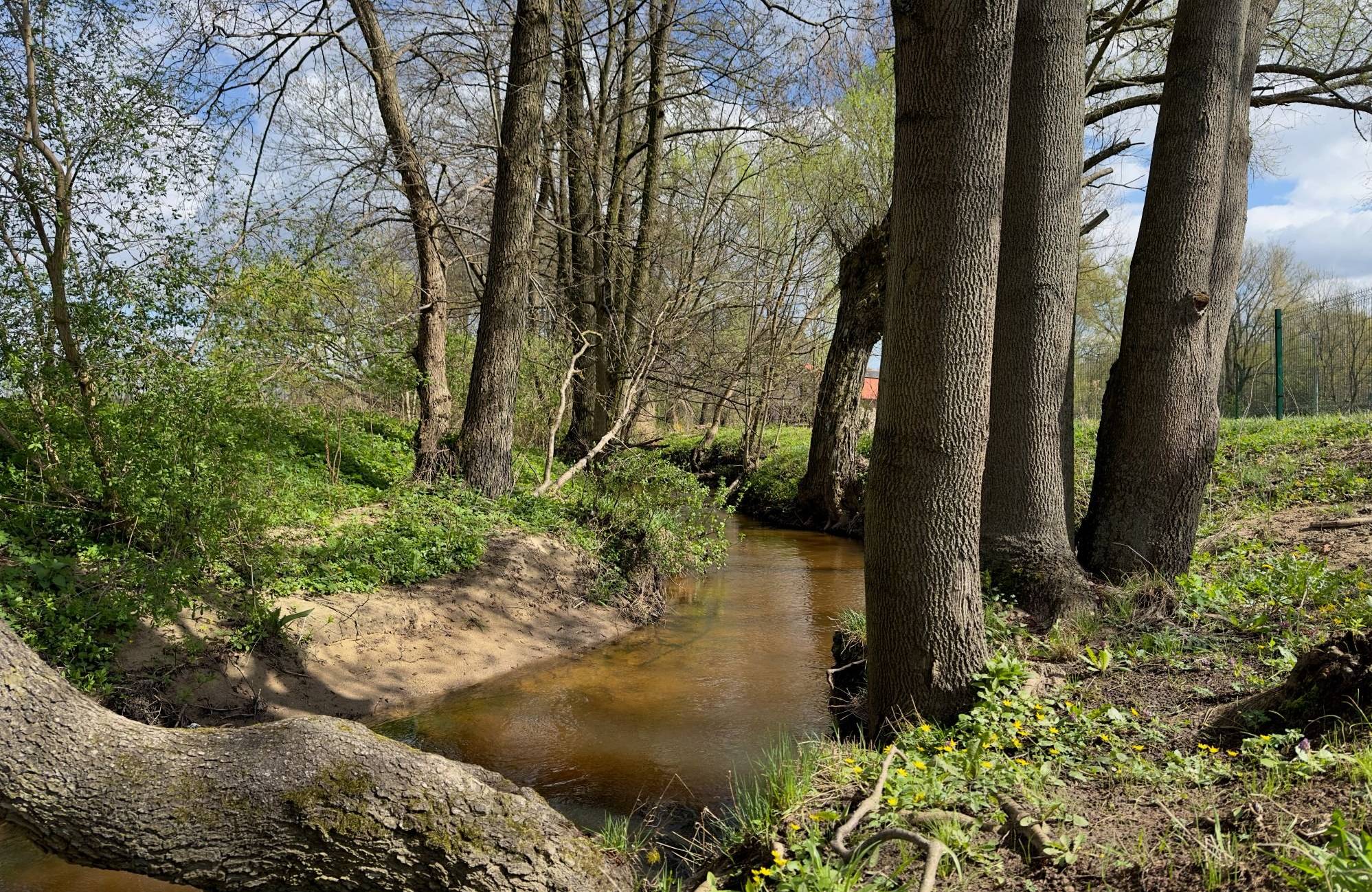 Niewielka rzeczka wije sie między dużymi drzewami