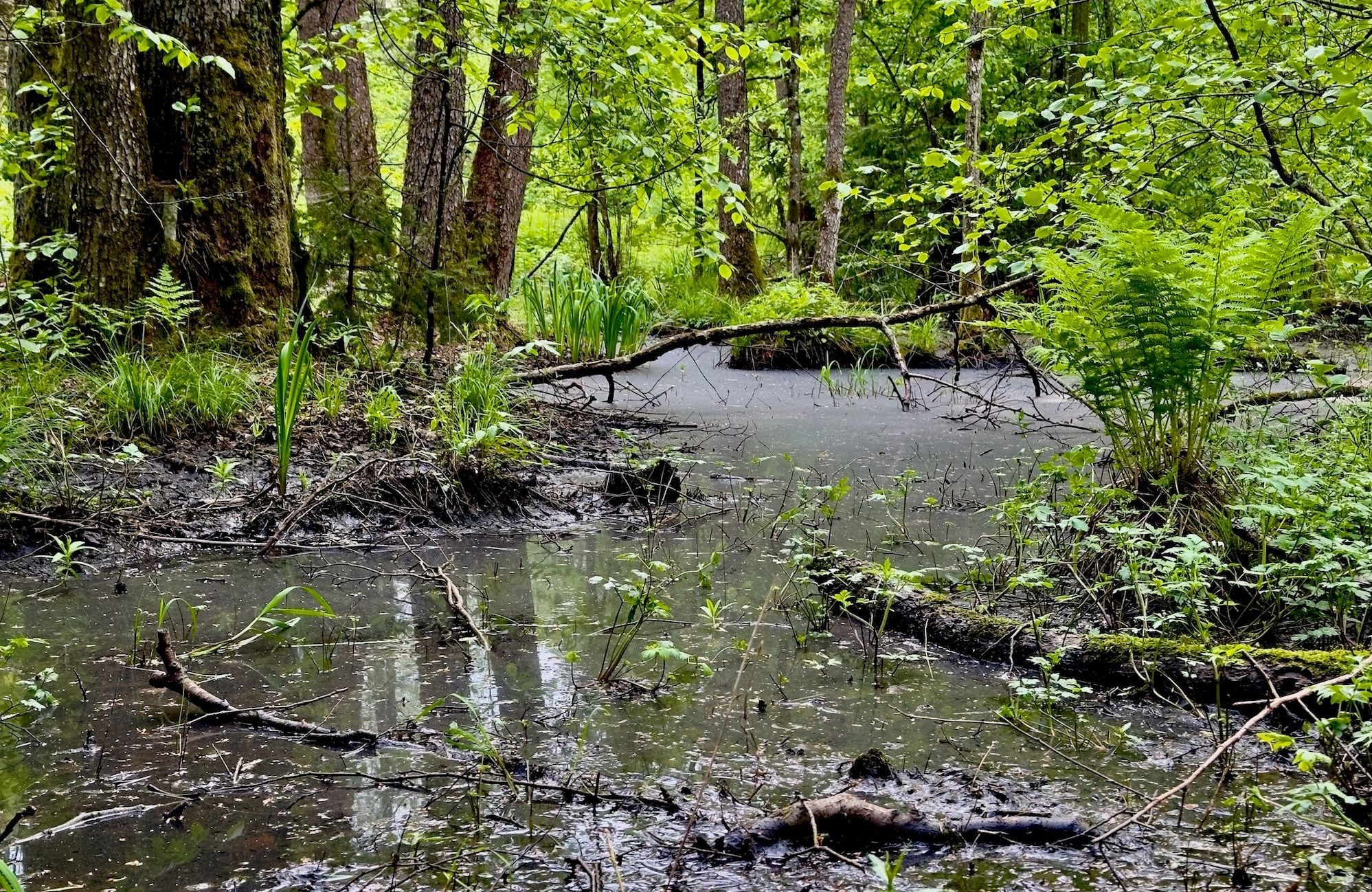 : teren podmokły przy "Złotym Szlaku św. Eustachego" w Puszczy Białowieskiej, maj 2024