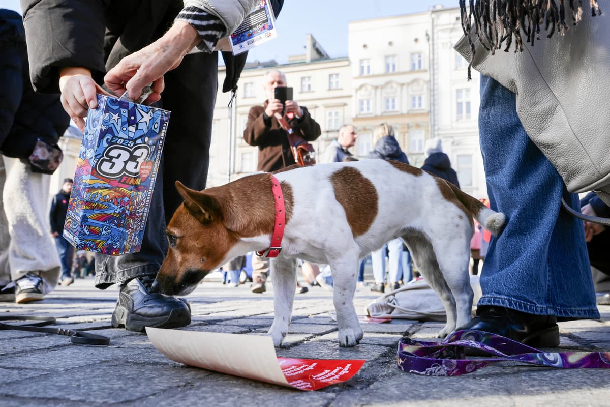 33. finał WOŚP: na liczniku już ponad 100 milionów złotych