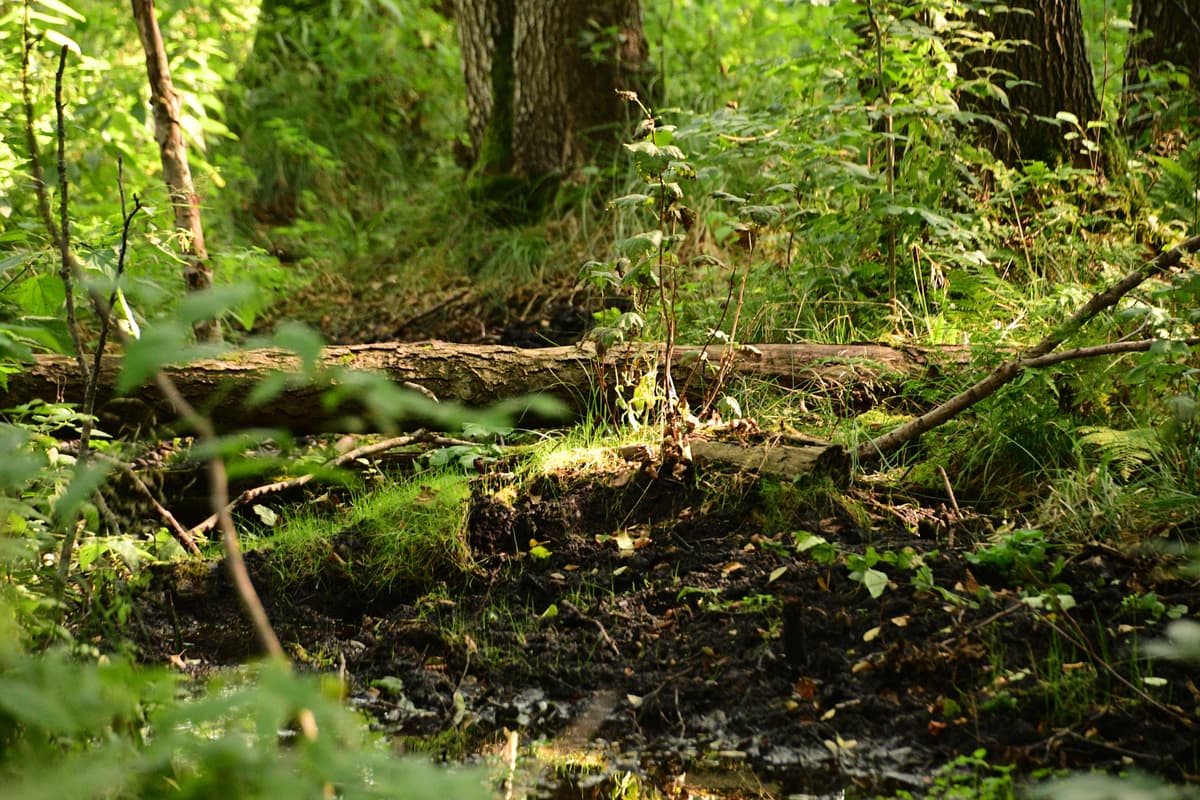 Błoto jest na wagę złota. Ale wciąż osuszamy mokradła, zamiast je przywracać [WIDZĘ TO TAK]