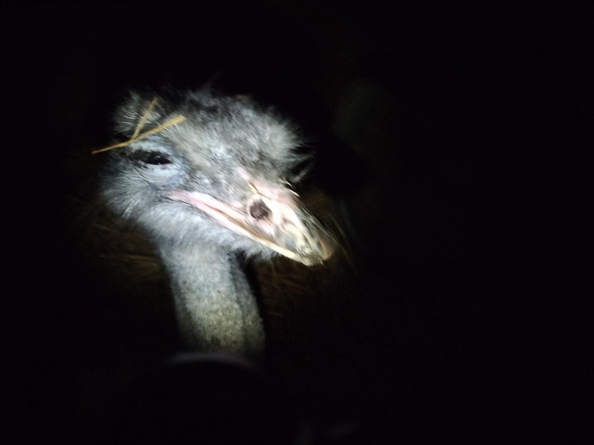 Nocą napadli na Zenka i skatowali go kijem. Za zabicie strusia odpowiedzą przed sądem